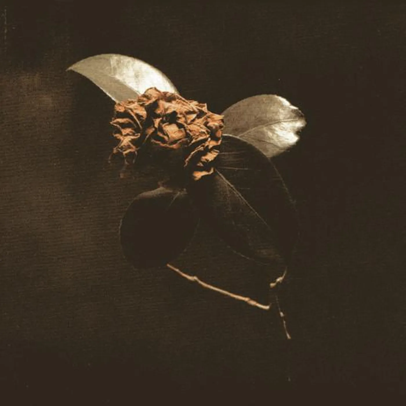 St. Paul & The Broken Bones YOUNG SICK CAMELLIA CD