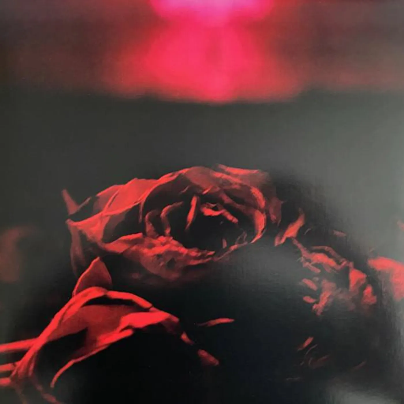 The Paper Kites Roses Vinyl Record