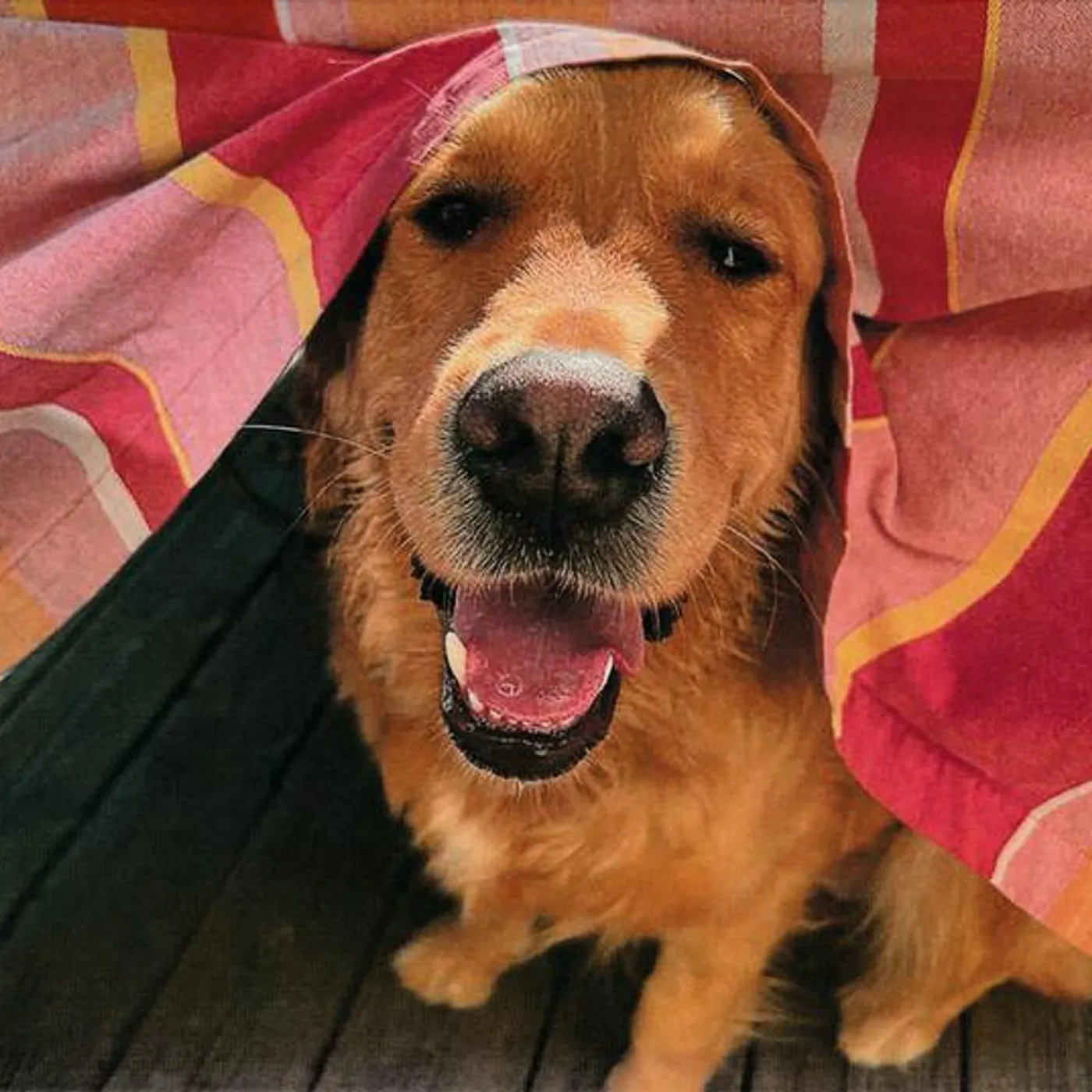 It It Anita MOUCHE CD