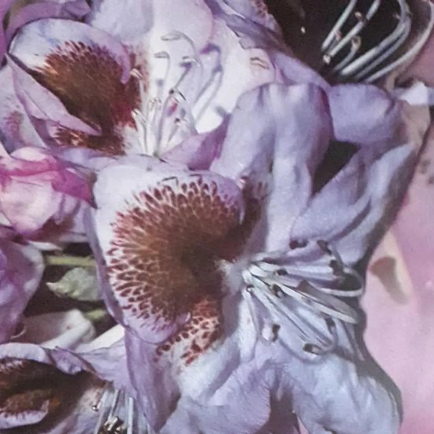 Teresa Winter PROSERPINE Vinyl Record