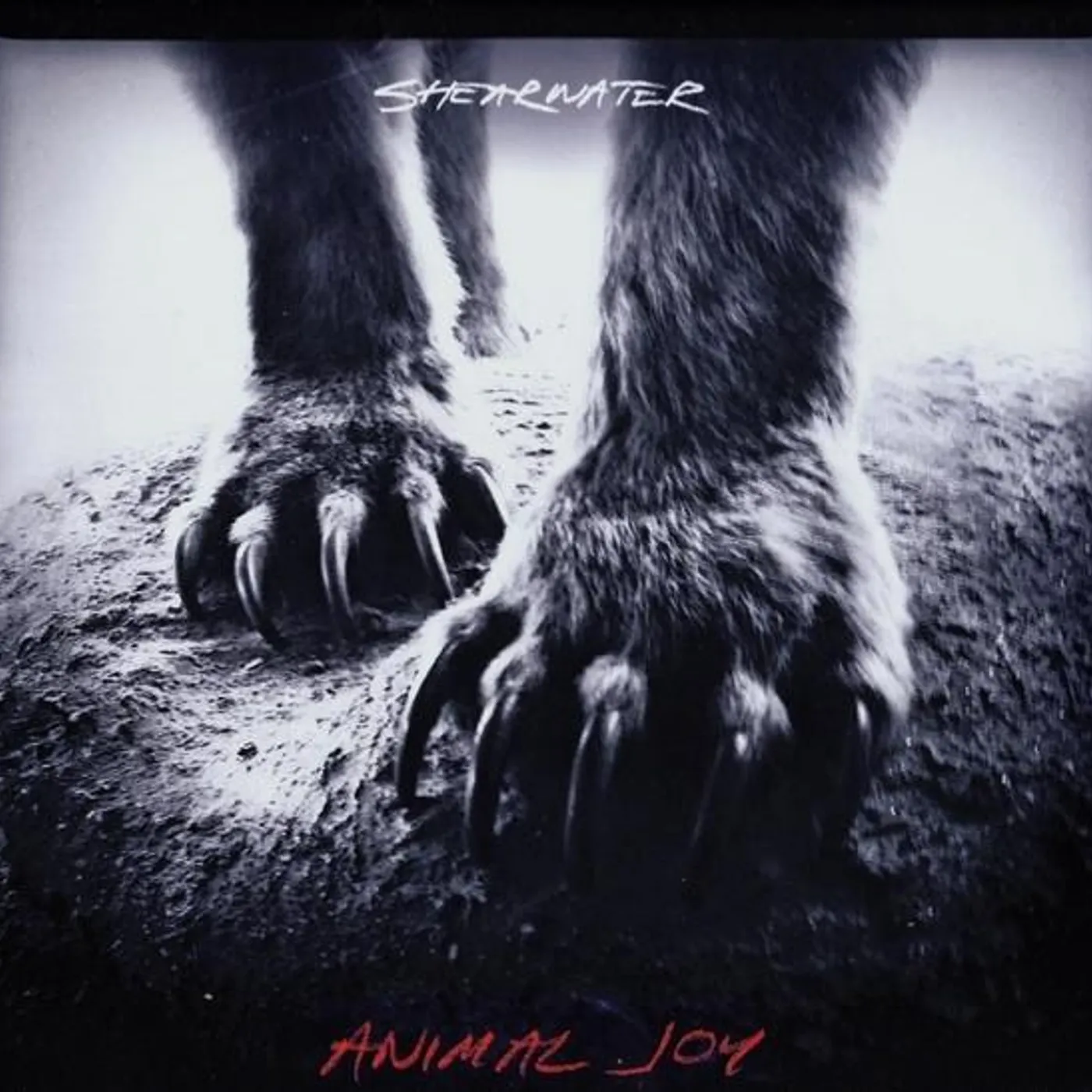 Shearwater ANIMAL JOY CD