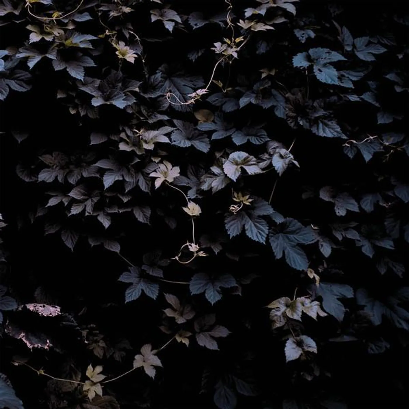 Michael Vallera VIVID FLU CD