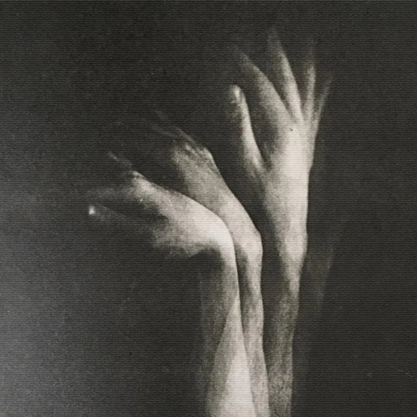 Больше Леса