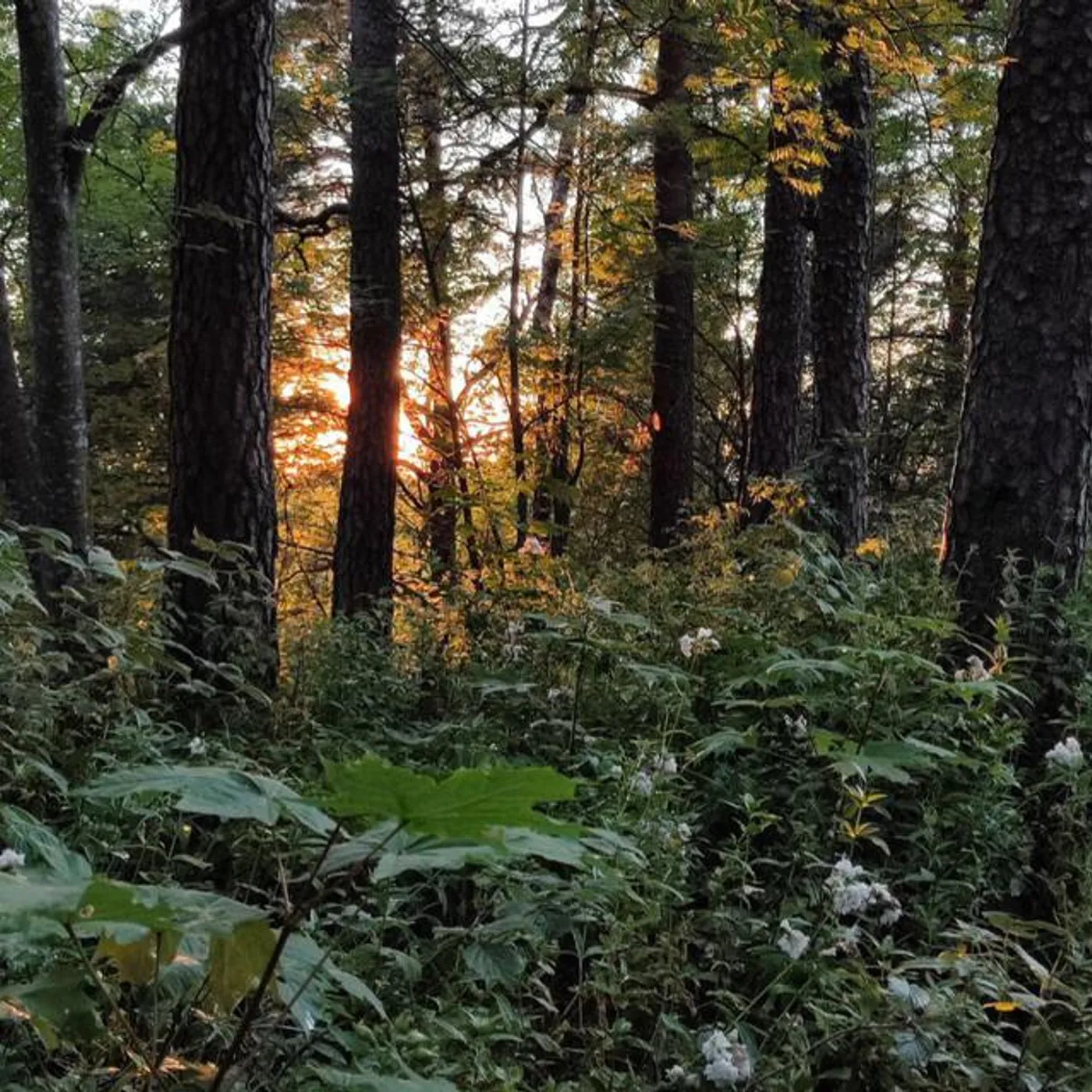 Товарищ Астроном