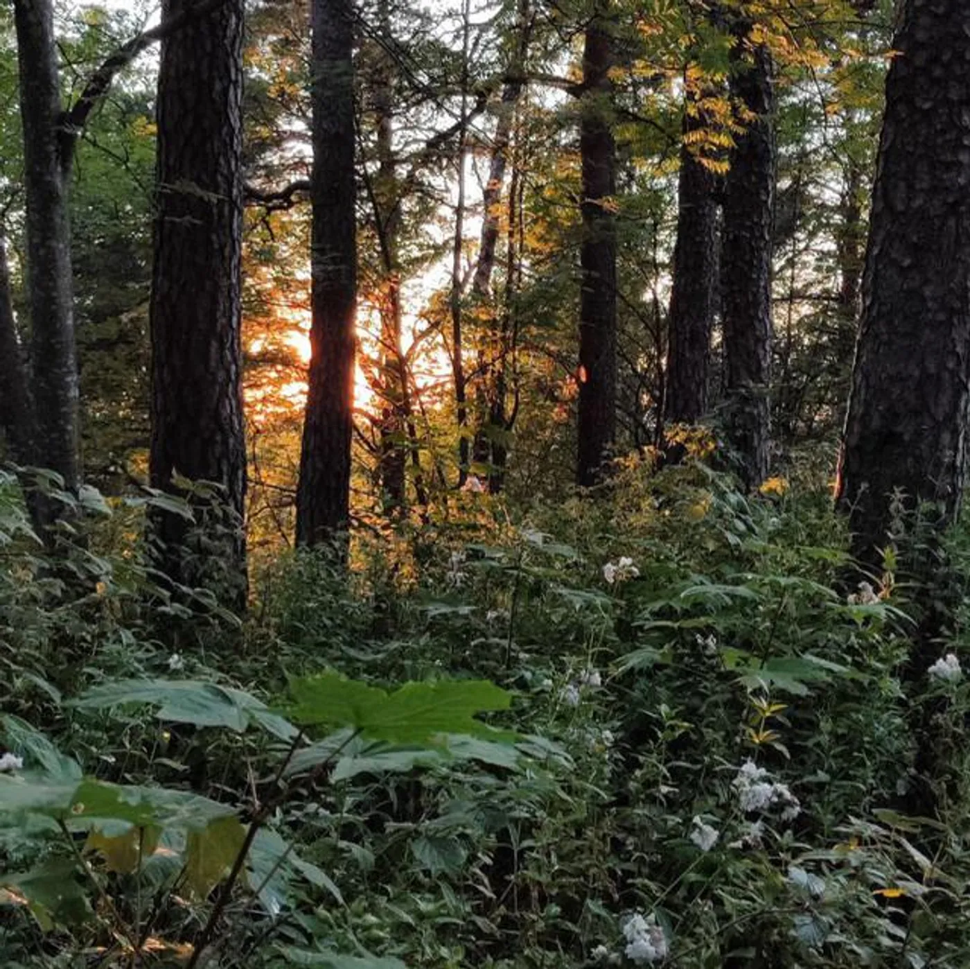 Товарищ Астроном