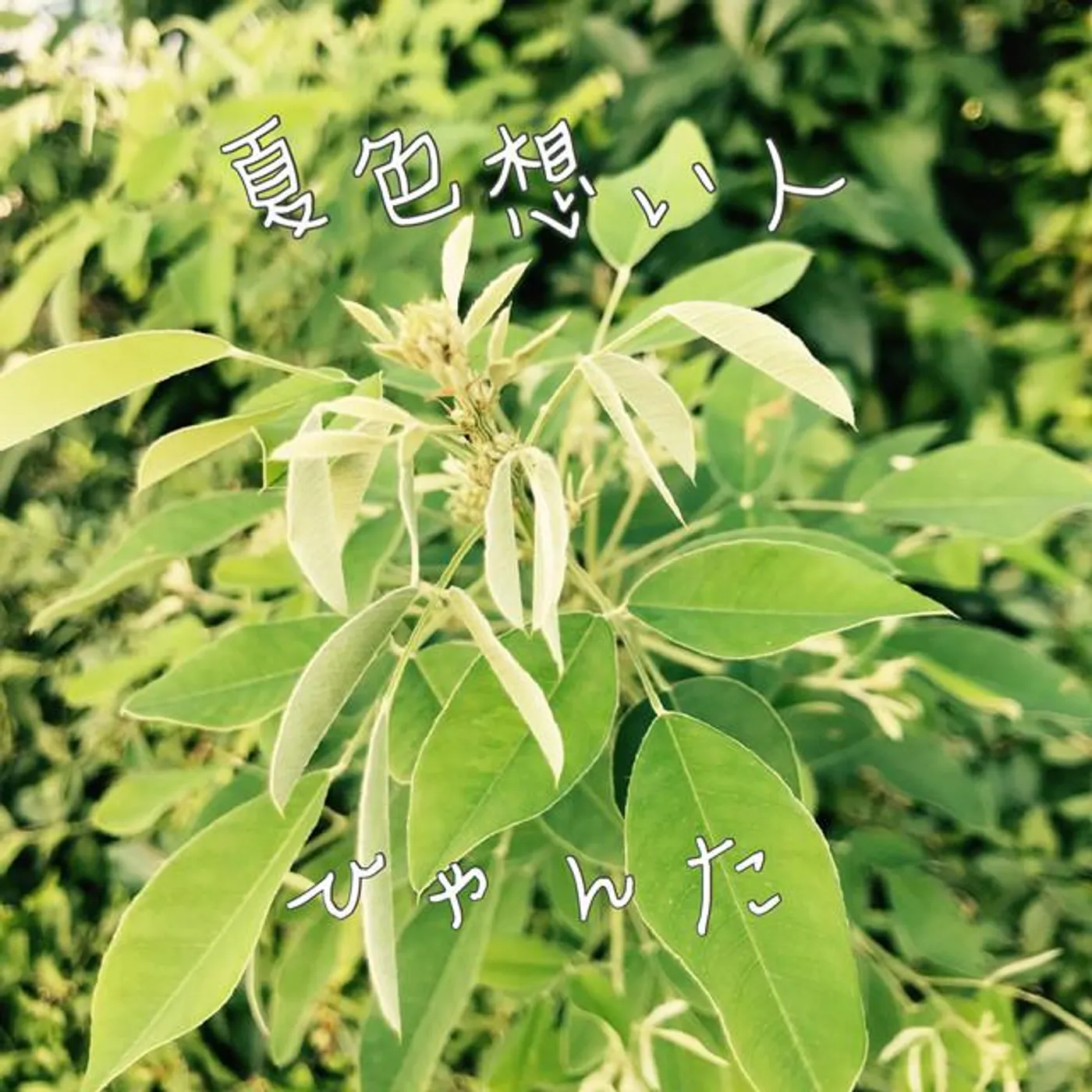 ひゃんた Brand Page