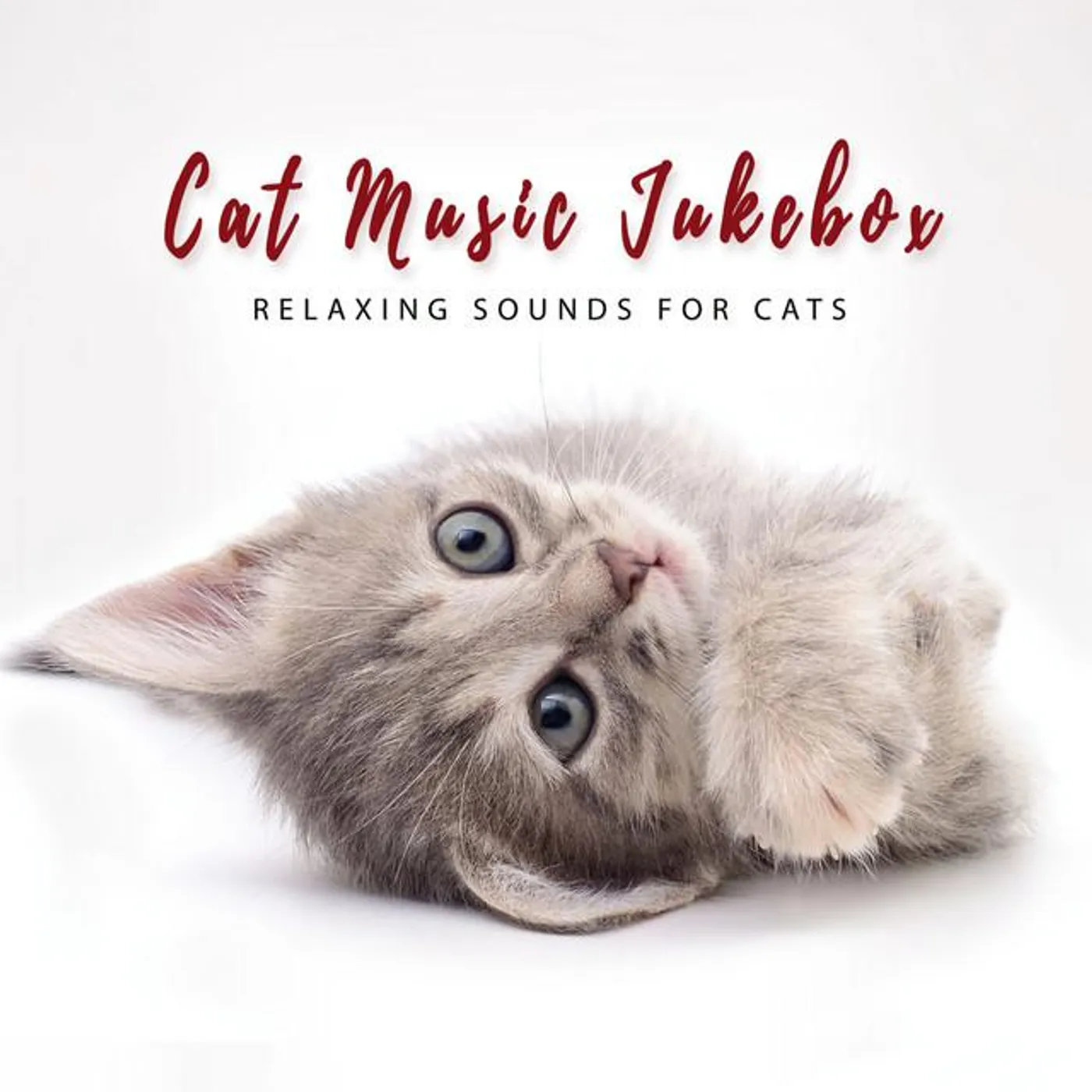 Cat Music Jukebox Brand Page