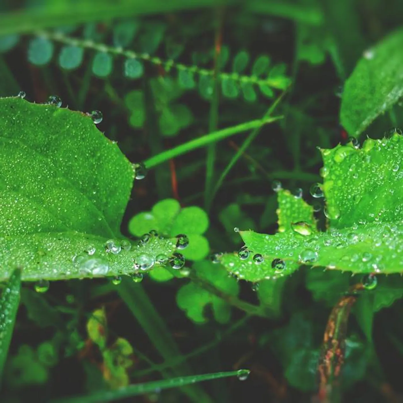 Canciones De Cuna Para Dormir Bebes