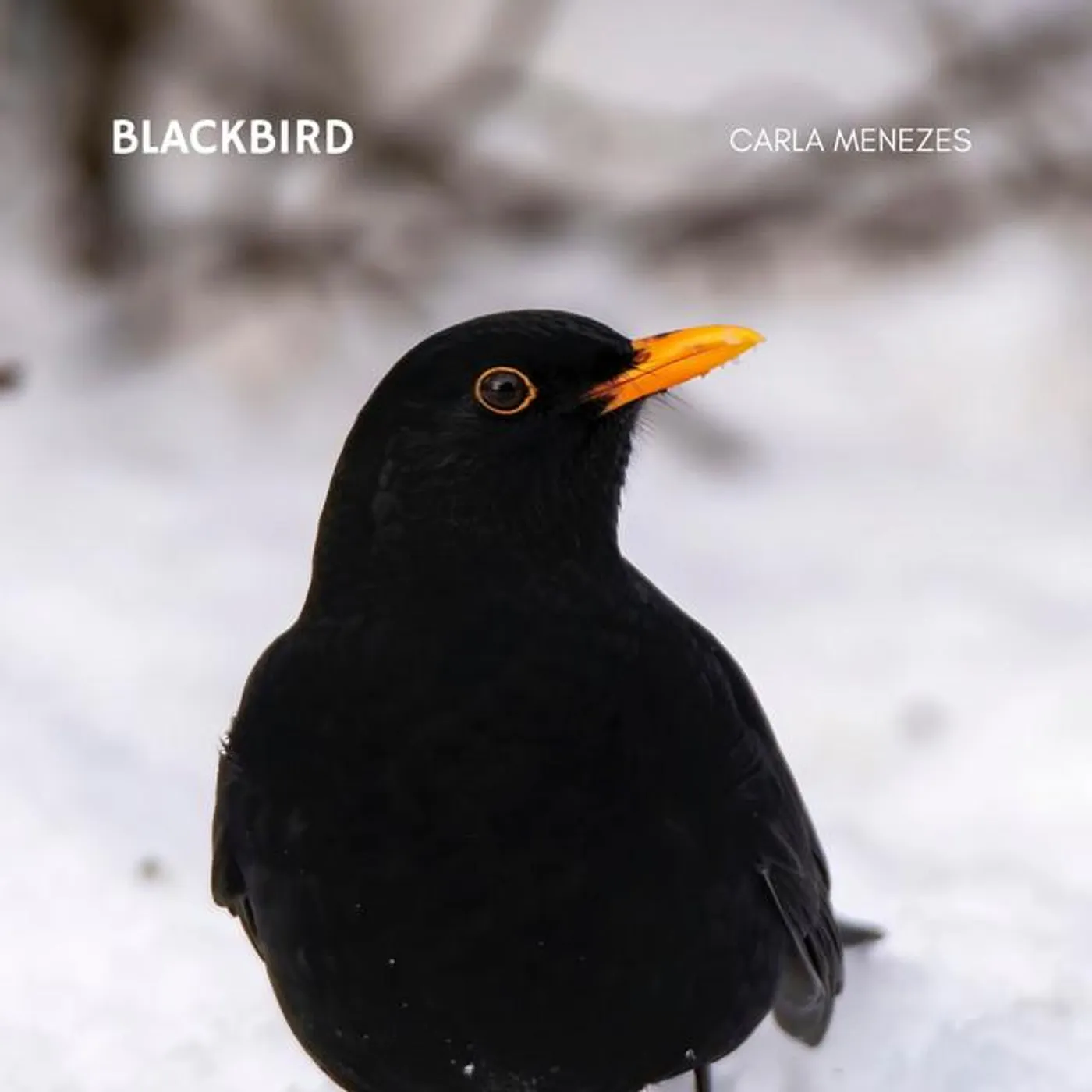 Carla Menezes Brand Page