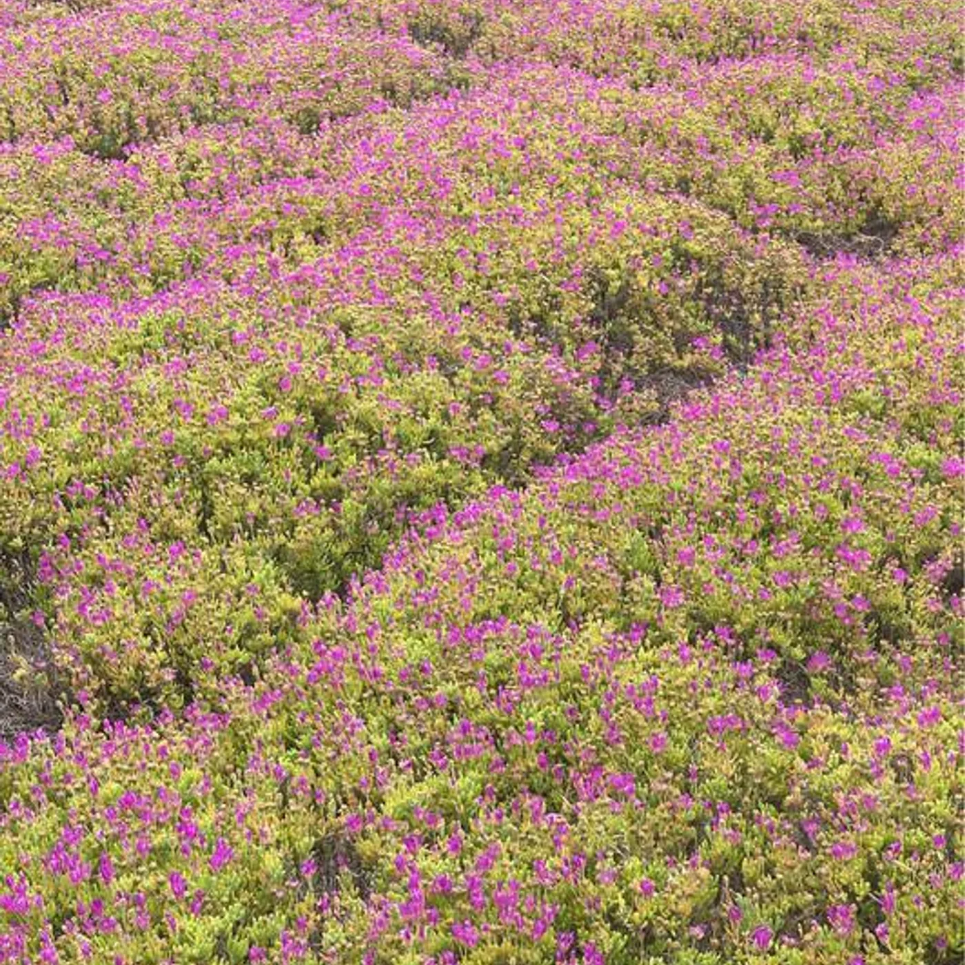 Cashmere Cat Brand Page