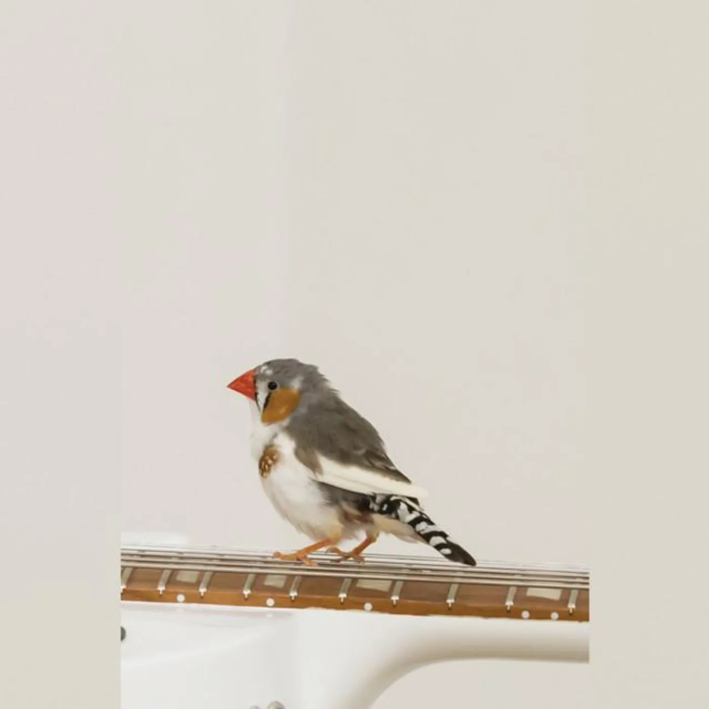 Celeste Boursier-mougenot