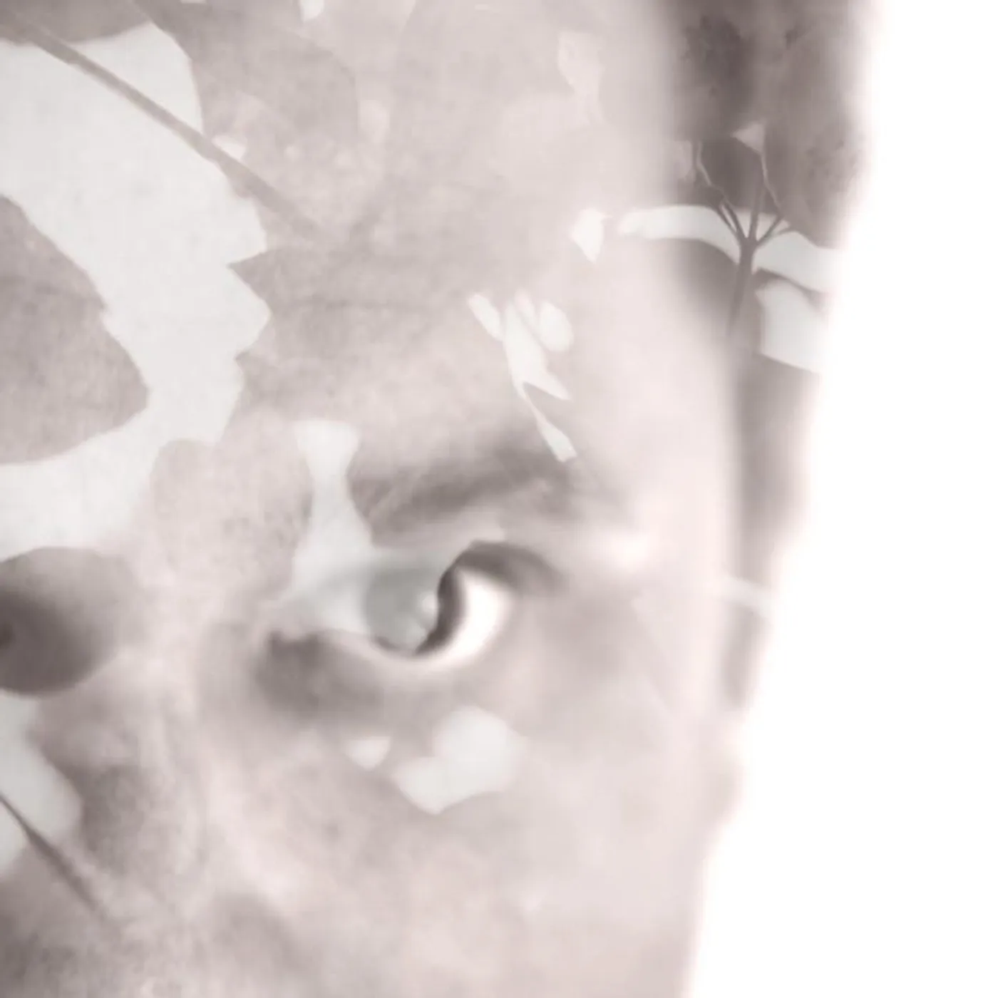 Christopher Bissonnette Brand Page