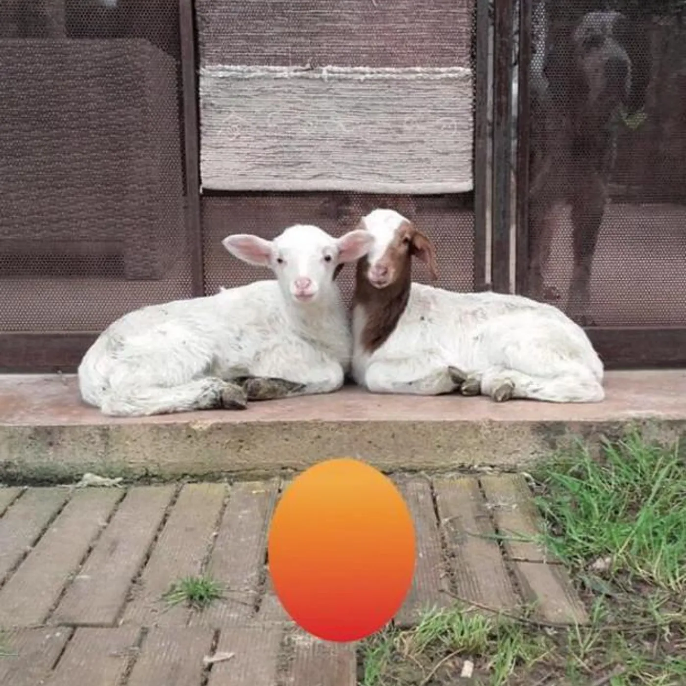 Amerigo Verardi Brand Page