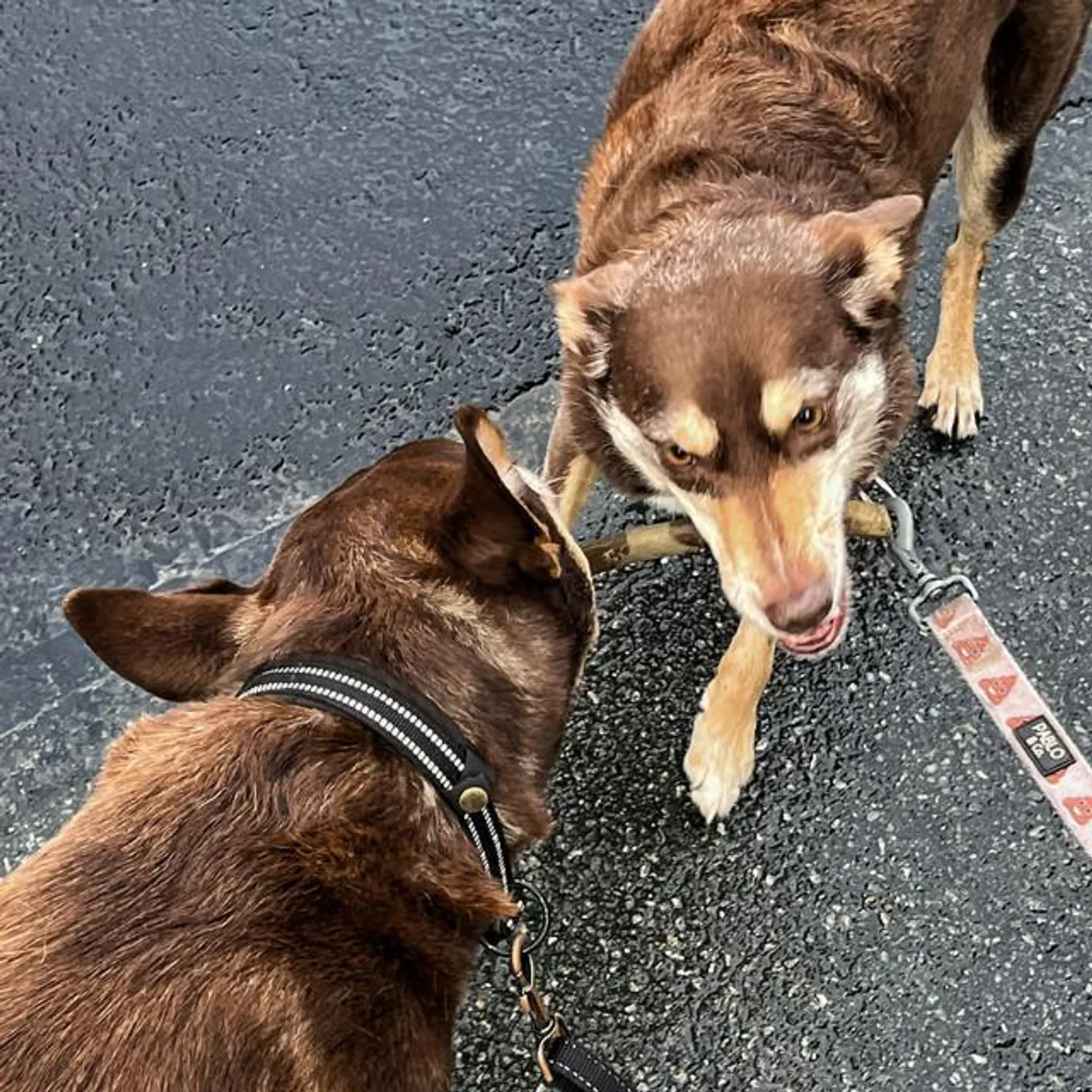 Agent blå Brand Page