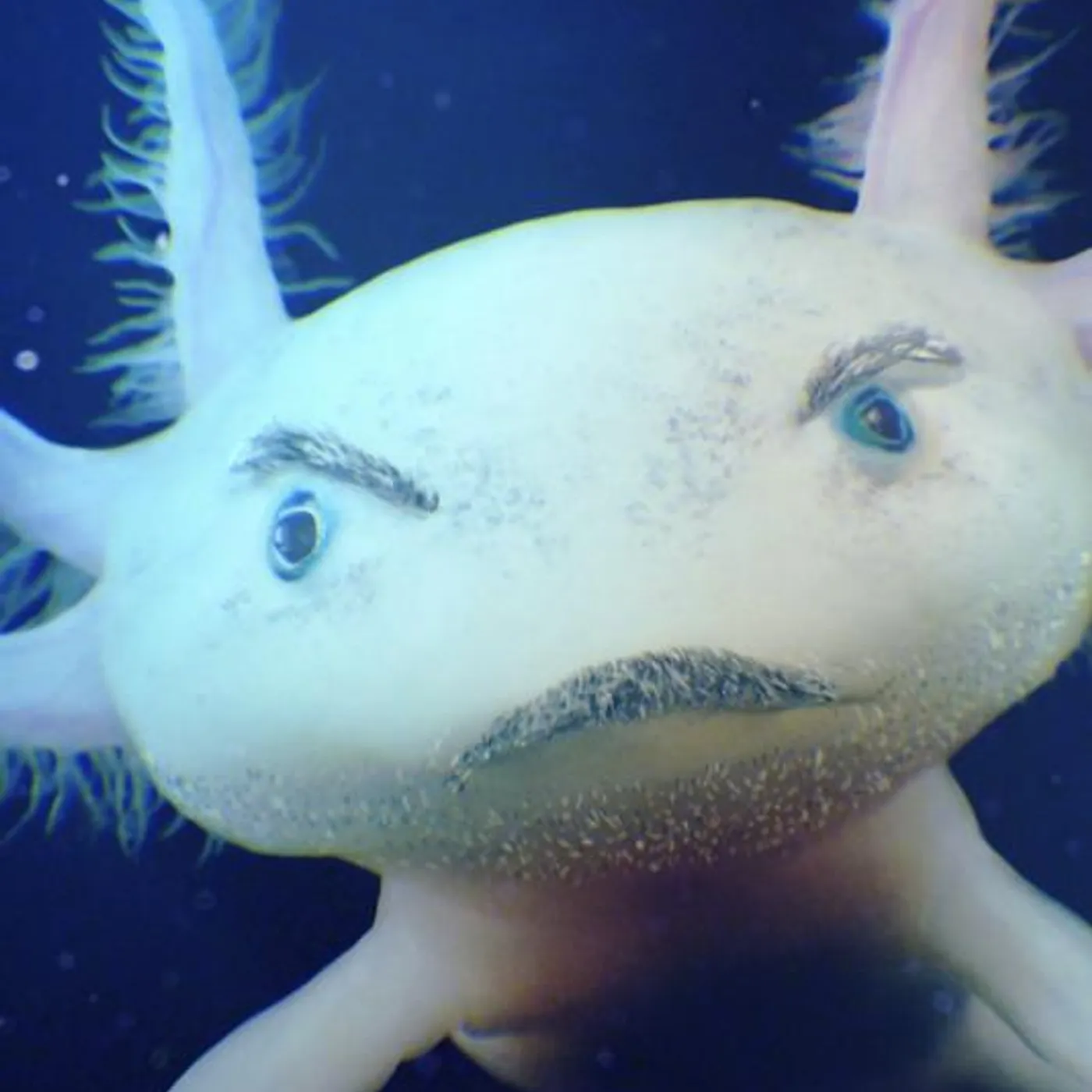 Axel Krygier Brand Page