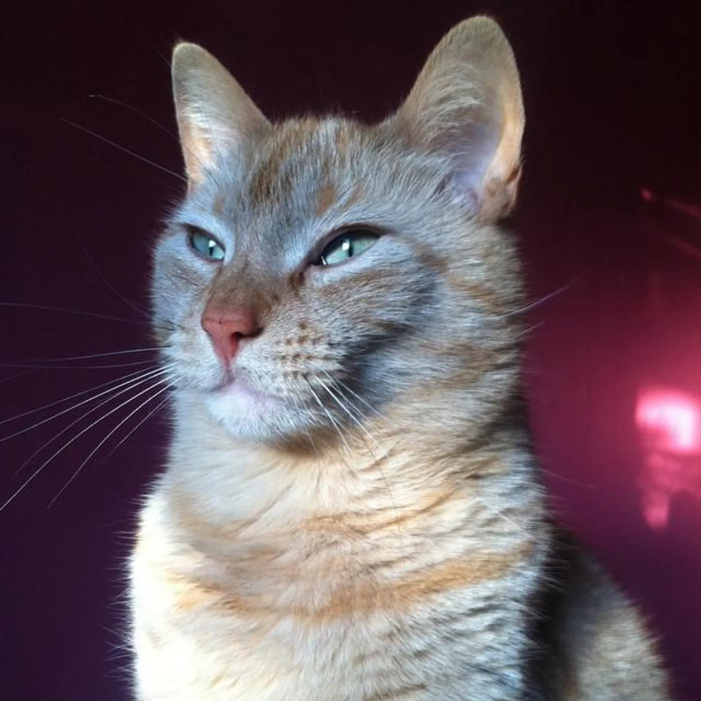 Bengalfuel Brand Page