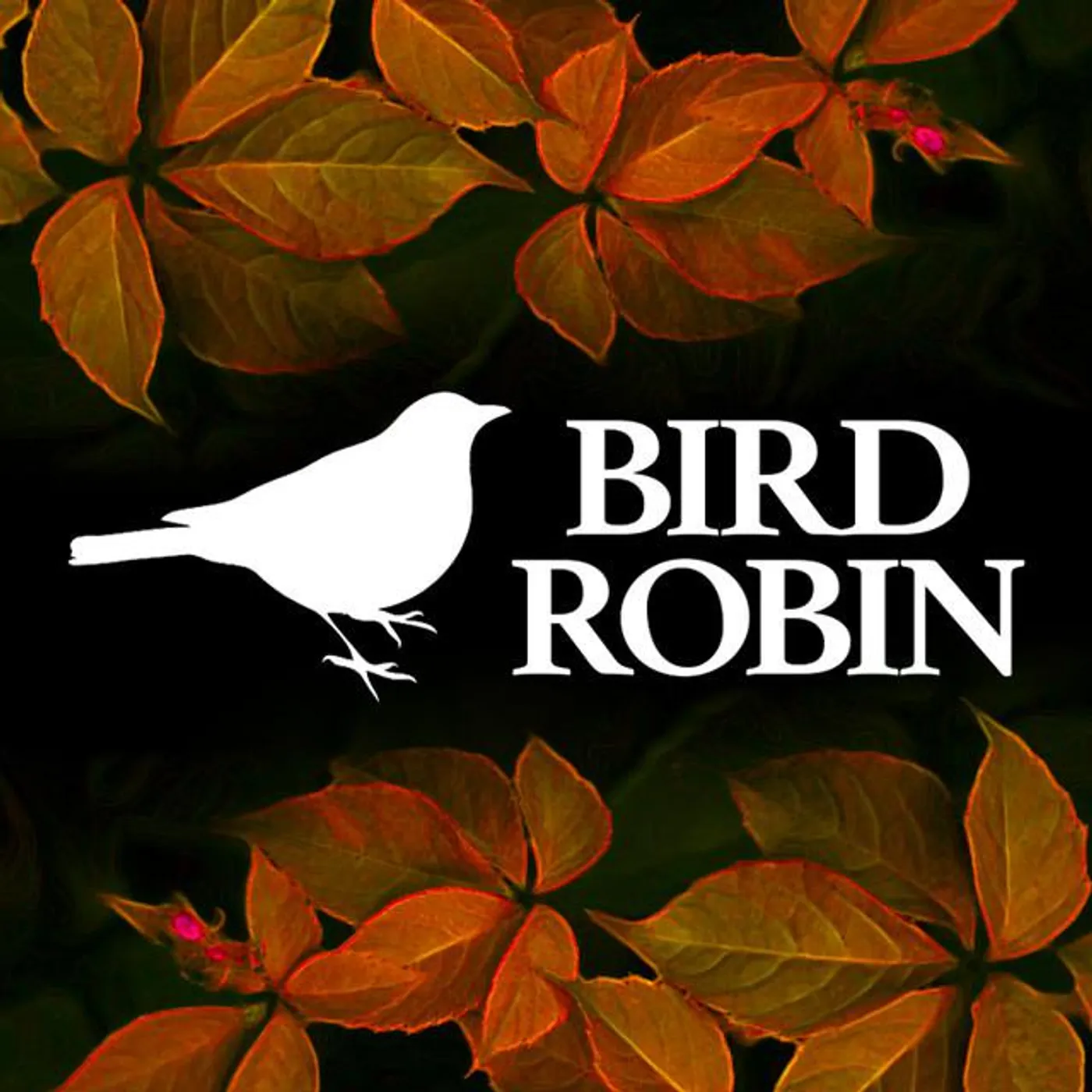 Bird Robin