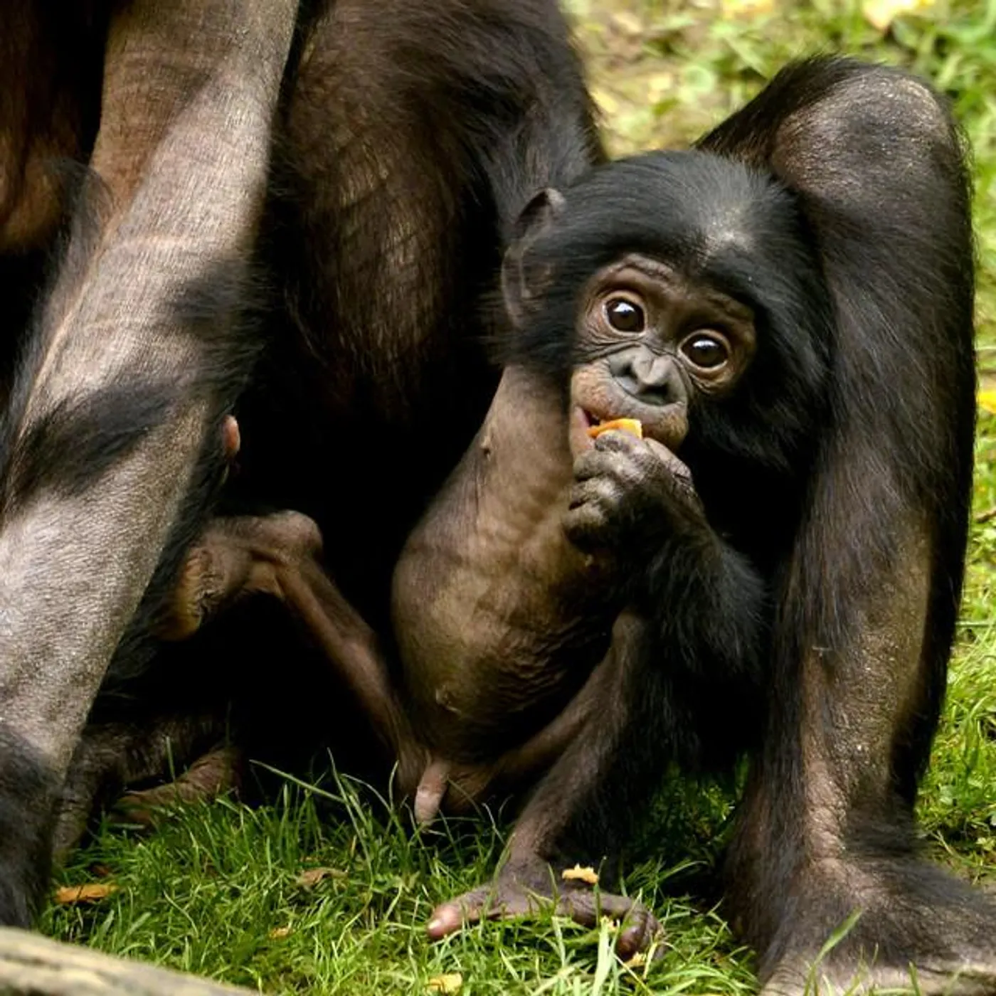 Blue Sage Brand Page