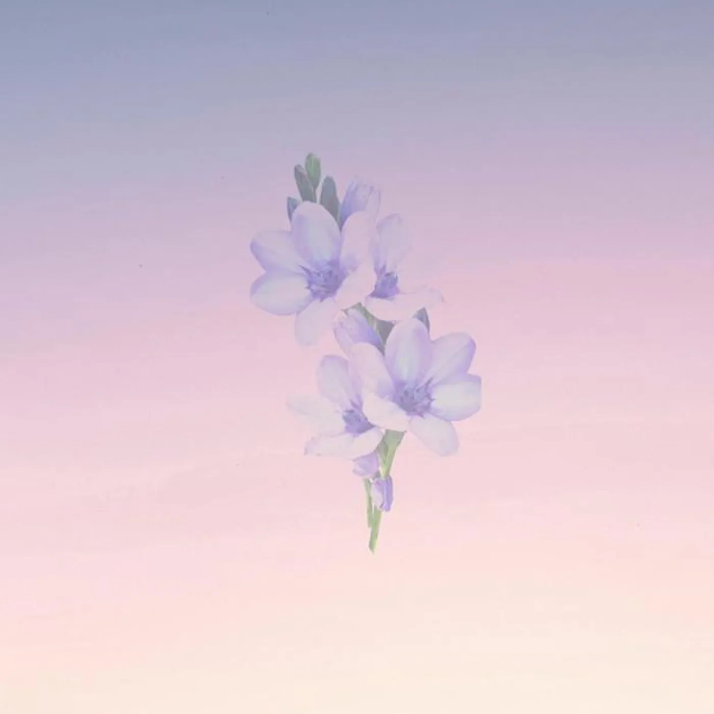 Bliss Looper Brand Page