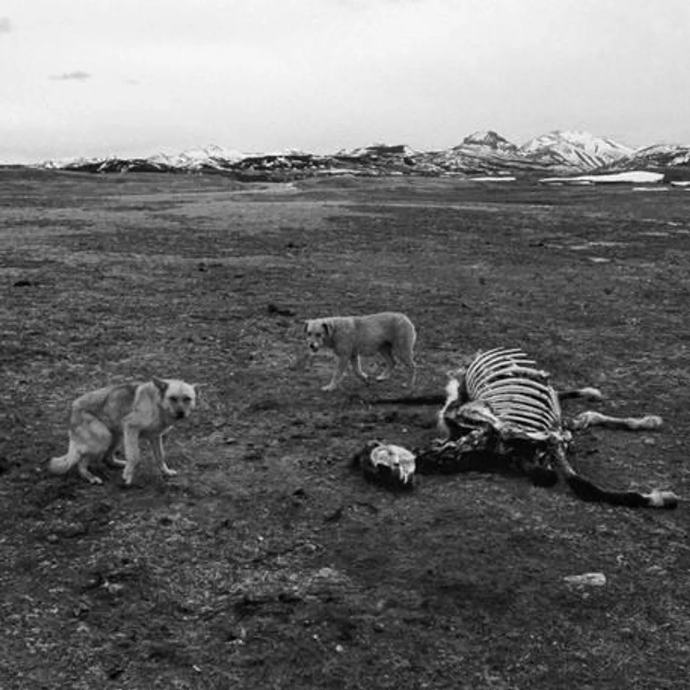 Bronson Arm Brand Page