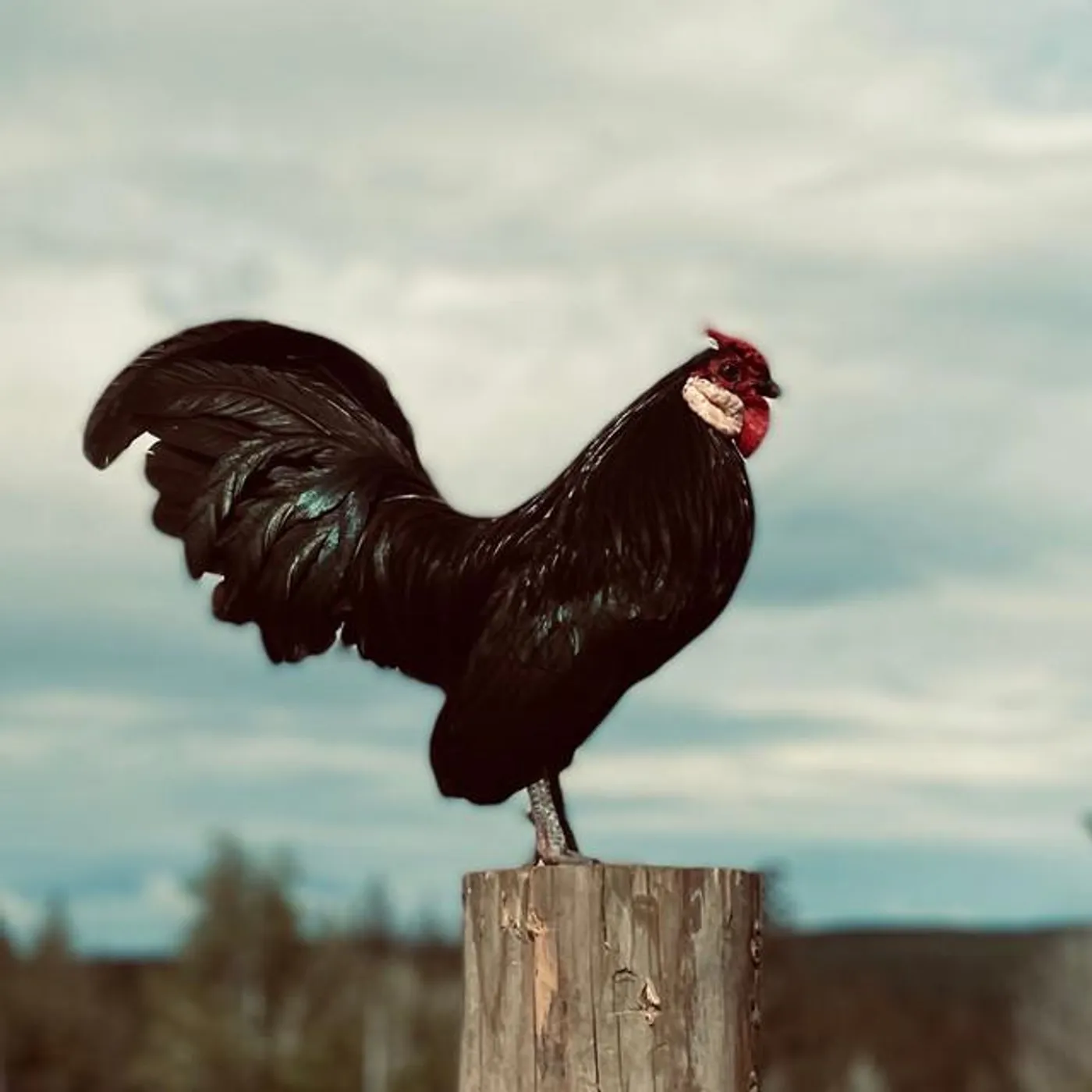 Brother Townsend Brand Page