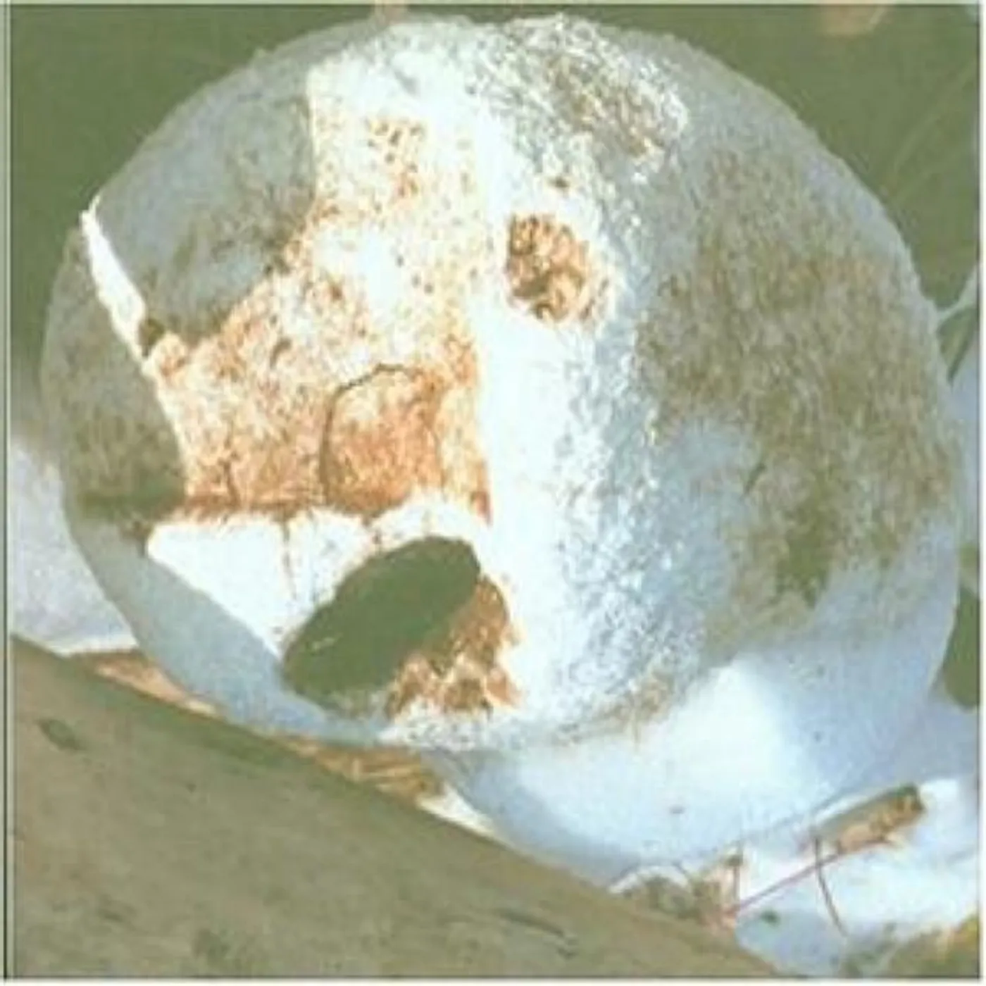 C-Schulz & Hajsch Brand Page