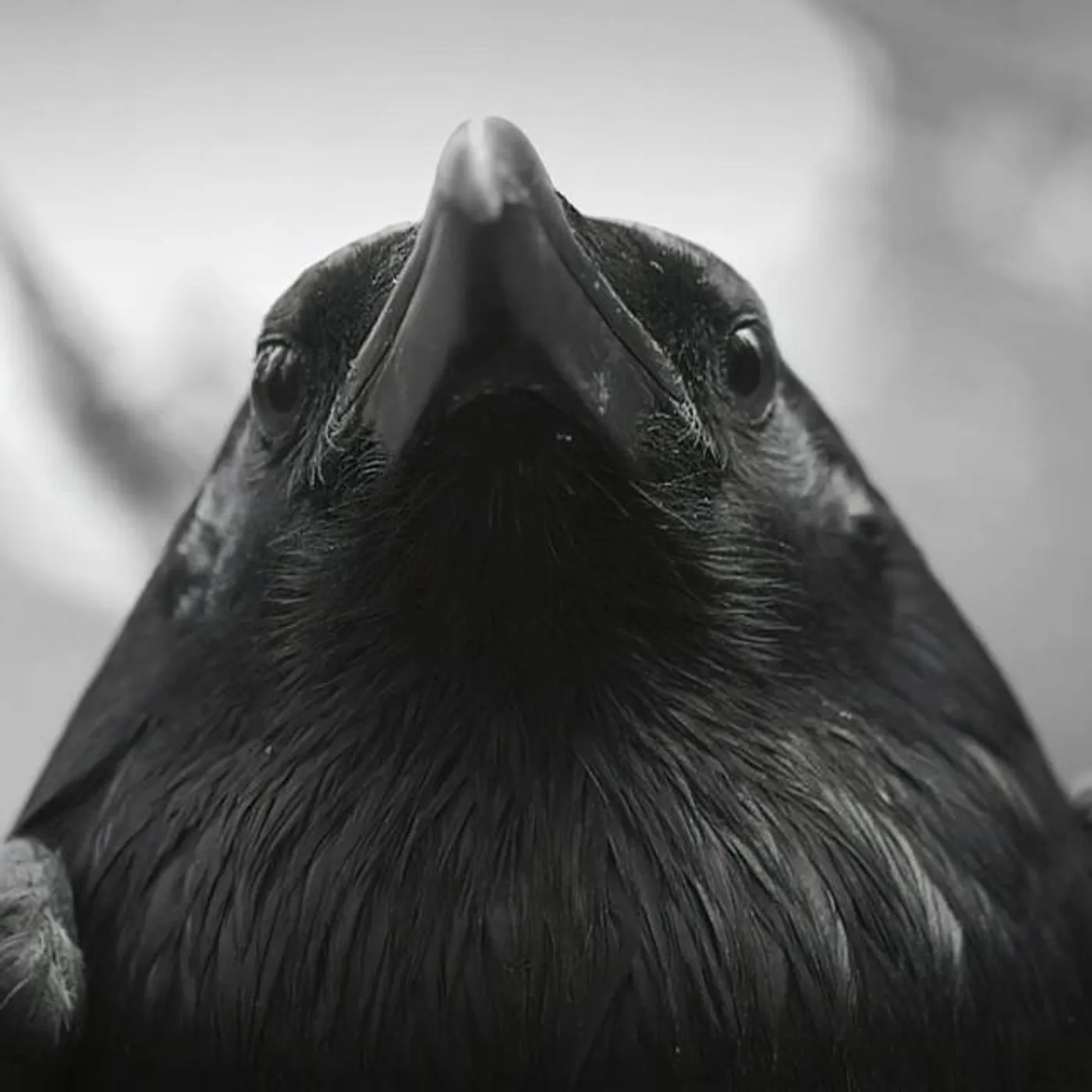 Gavranovi Brand Page