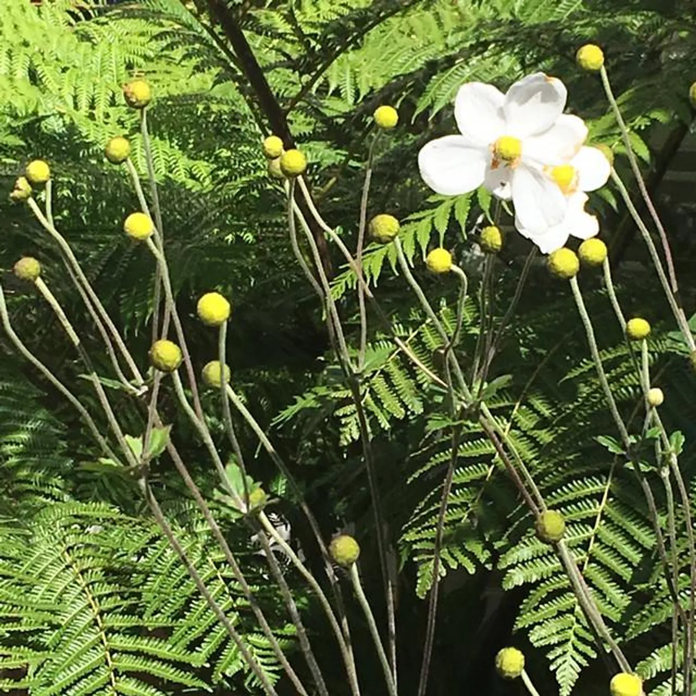 Giovanni Battista Draghi