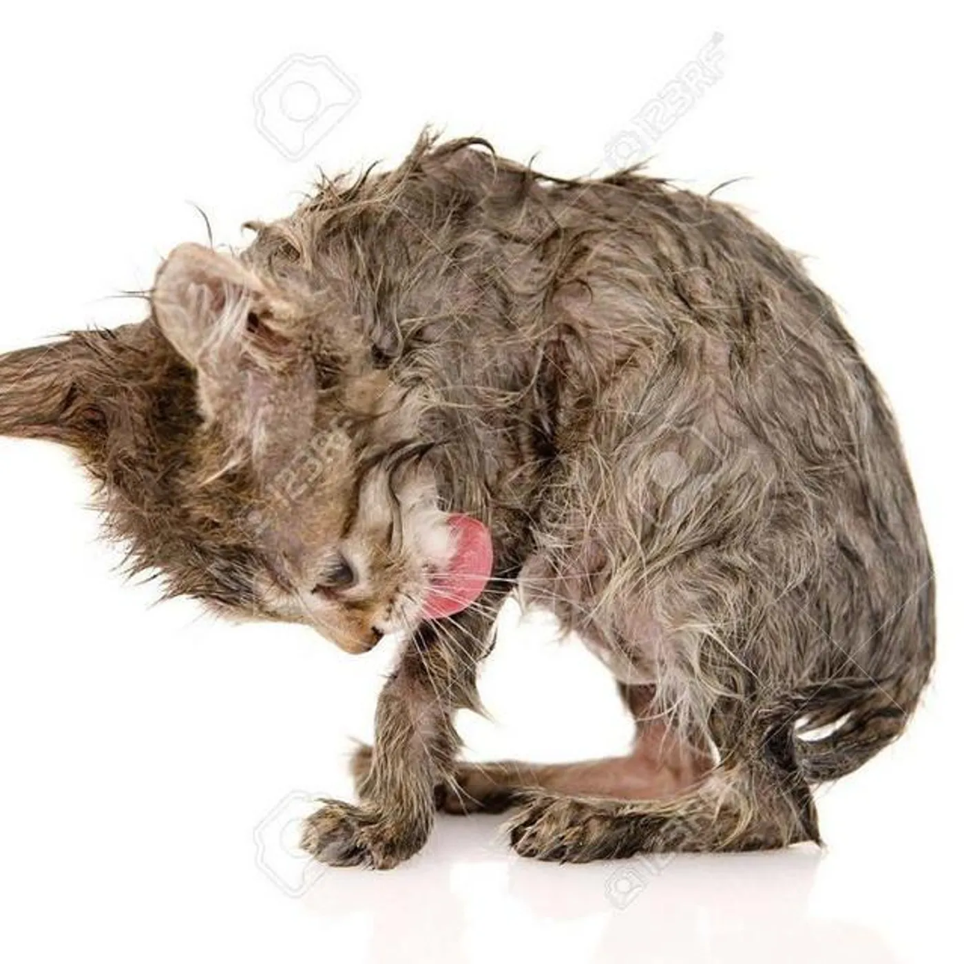 domen omen Brand Page