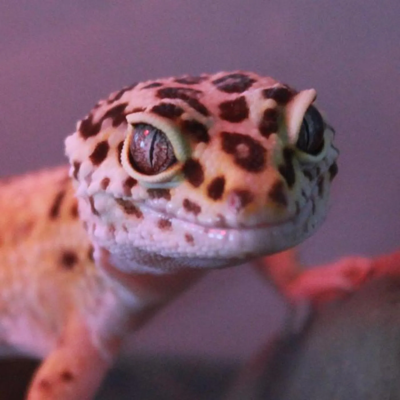 Dorian Gray Brand Page