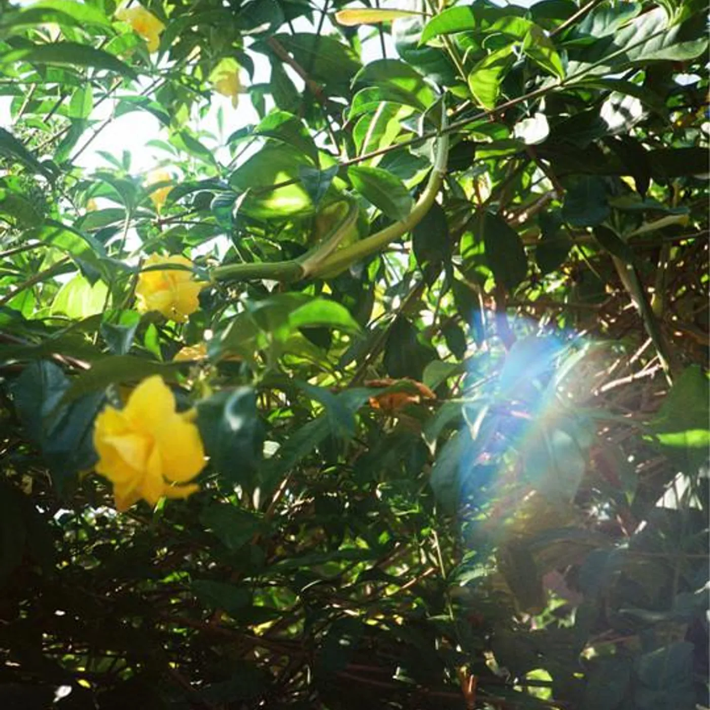 DAE DREEM Brand Page