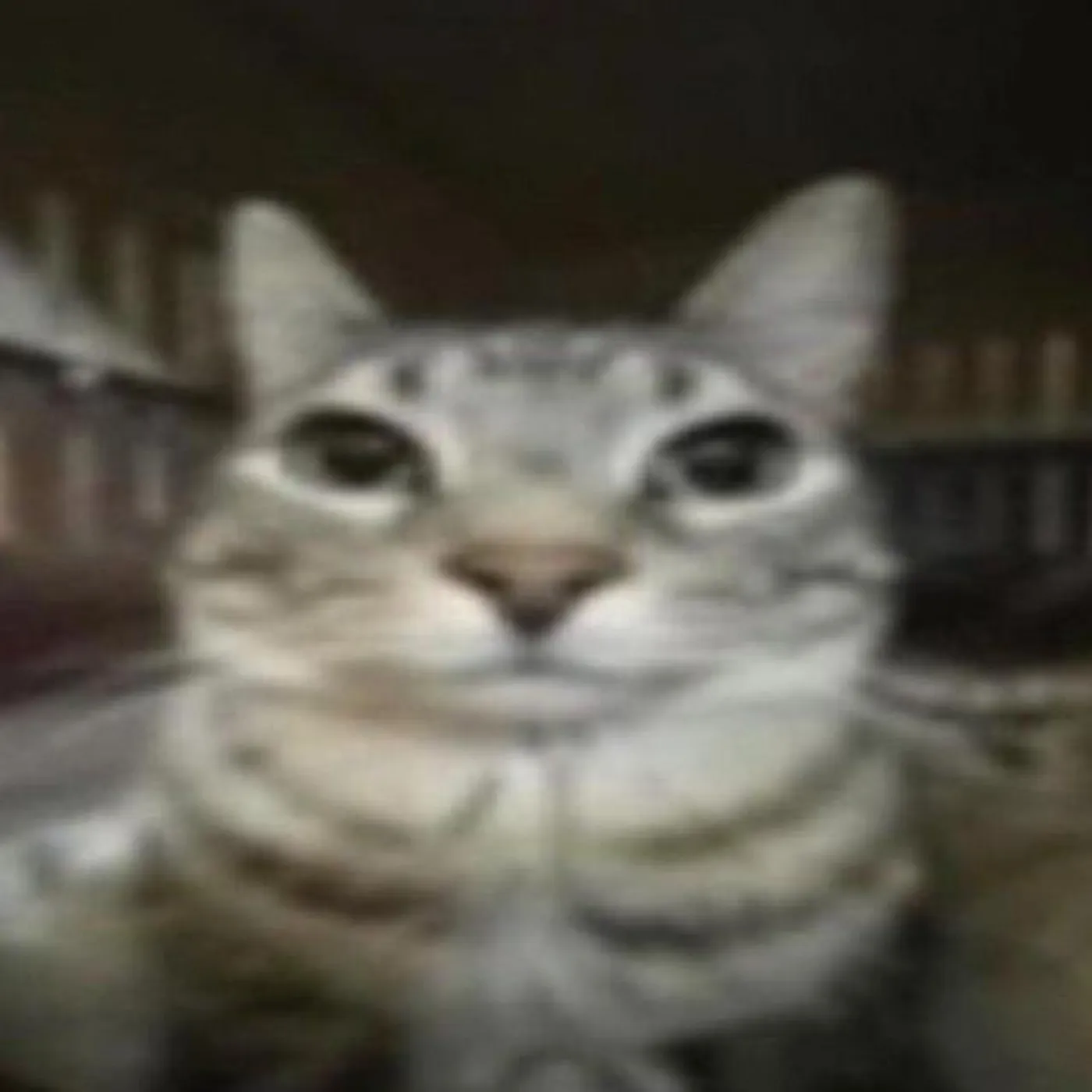 dancing cats Brand Page