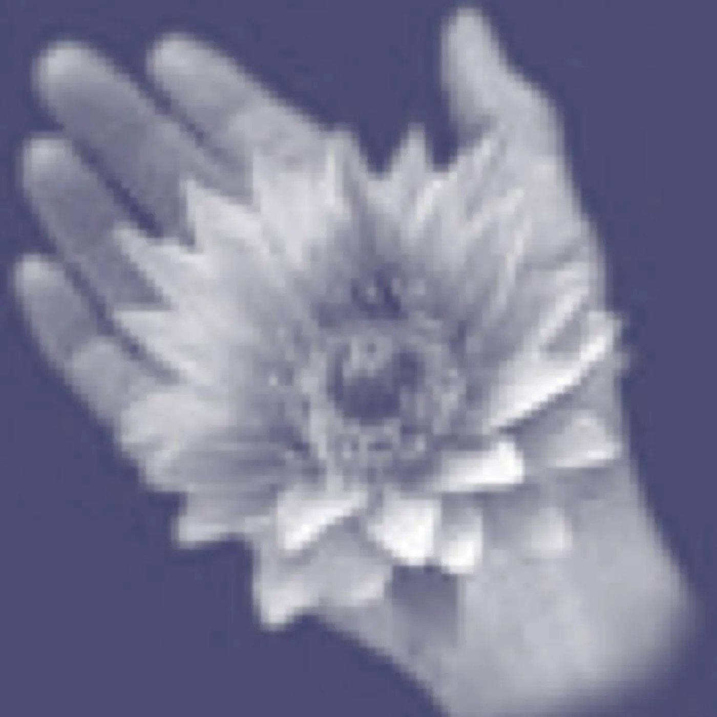 Deborah Koan Brand Page