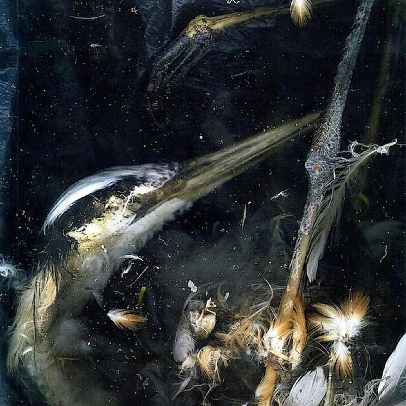 Disemballerina Brand Page