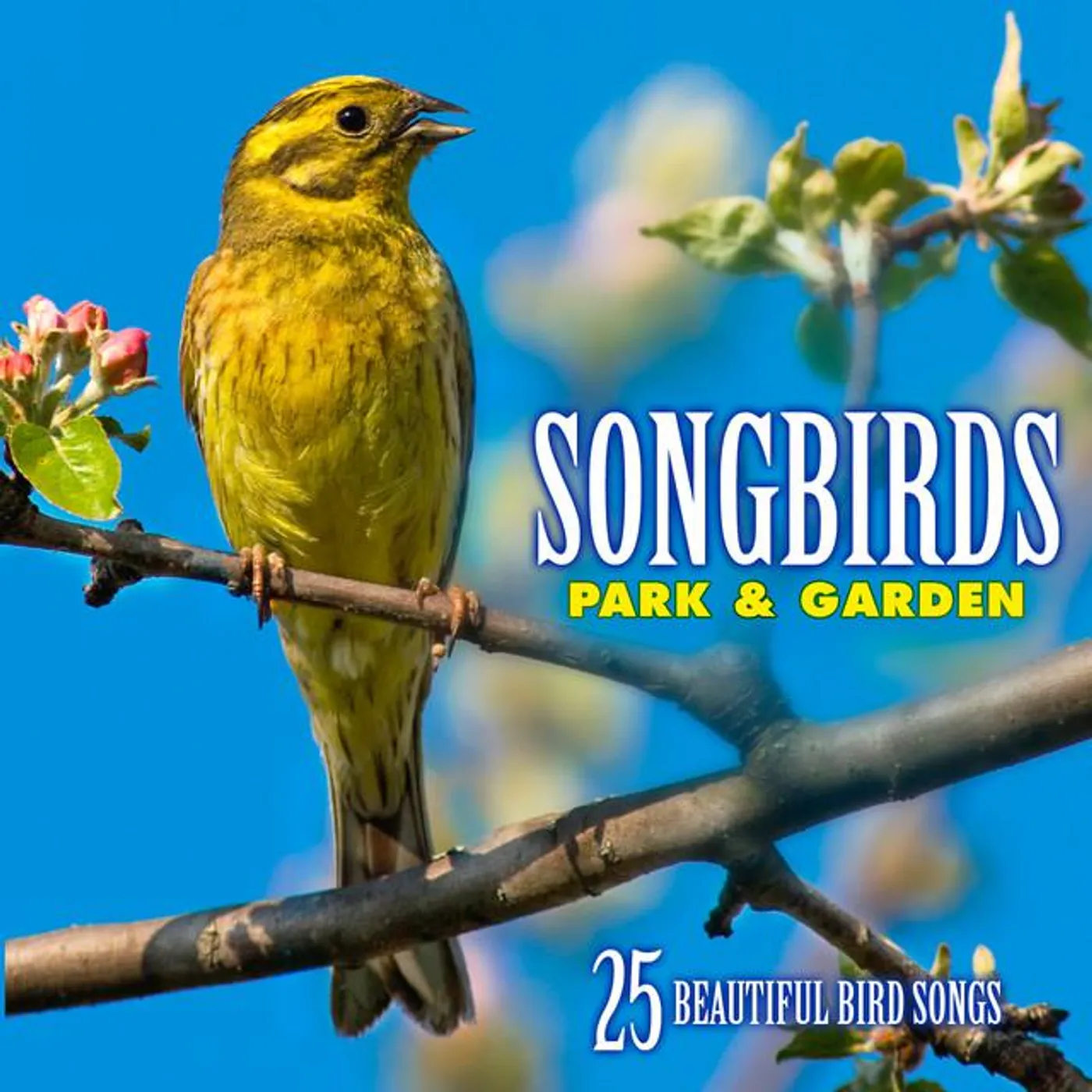 Echoes of Nature: Bird Songs, Calls & Sounds