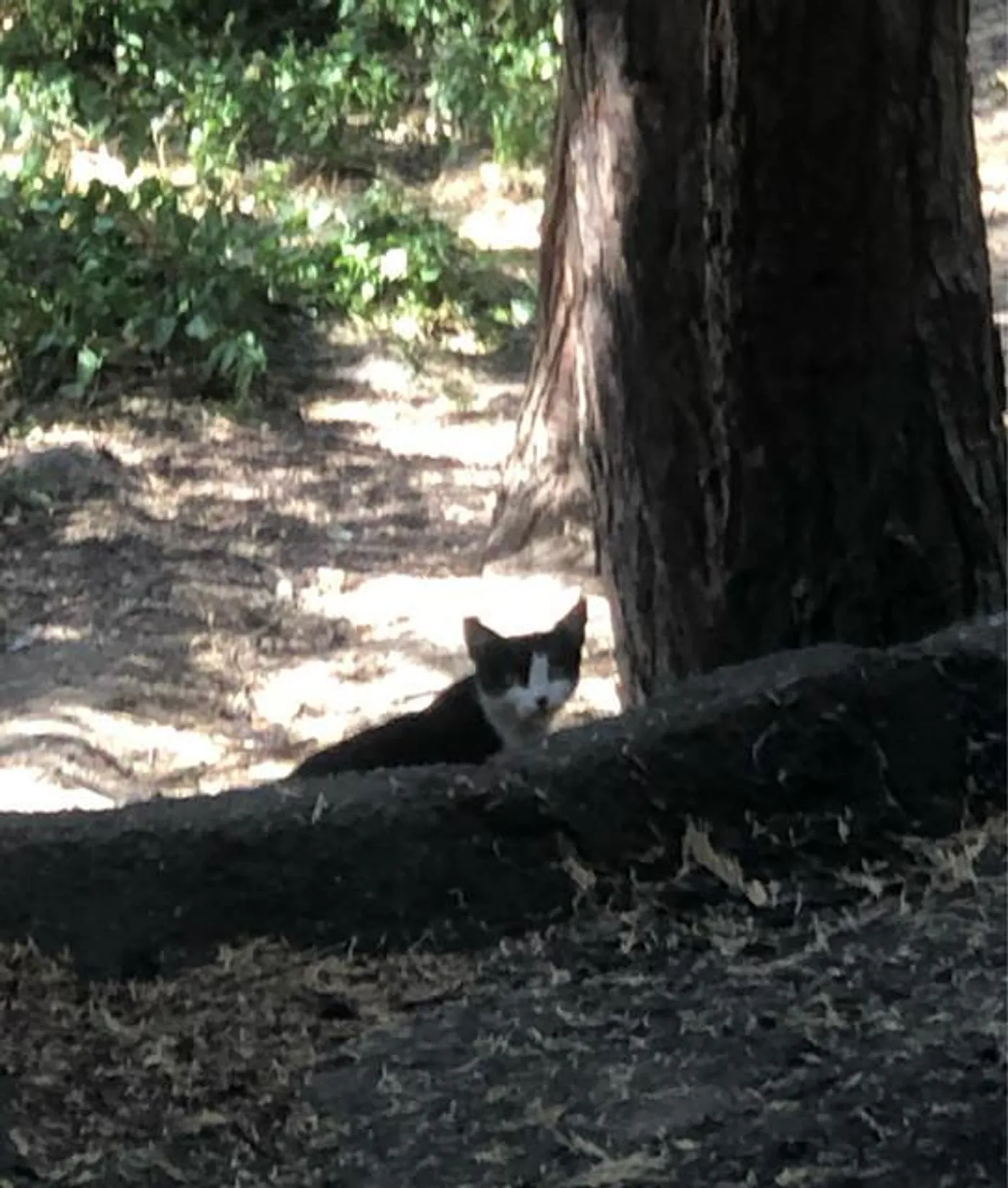 eightiesheadachetape