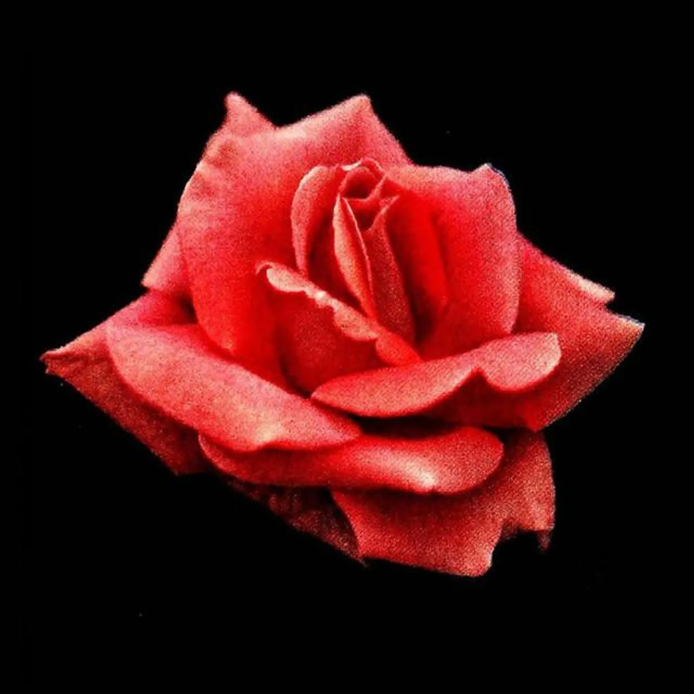 El Asesino del Romance Brand Page