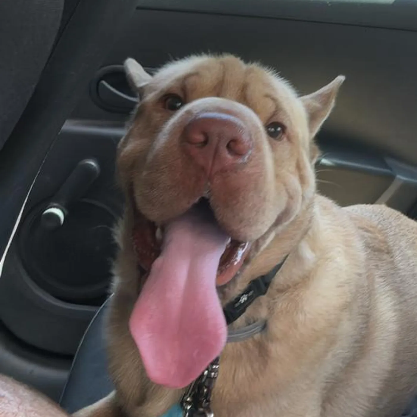 El Virtual Brand Page