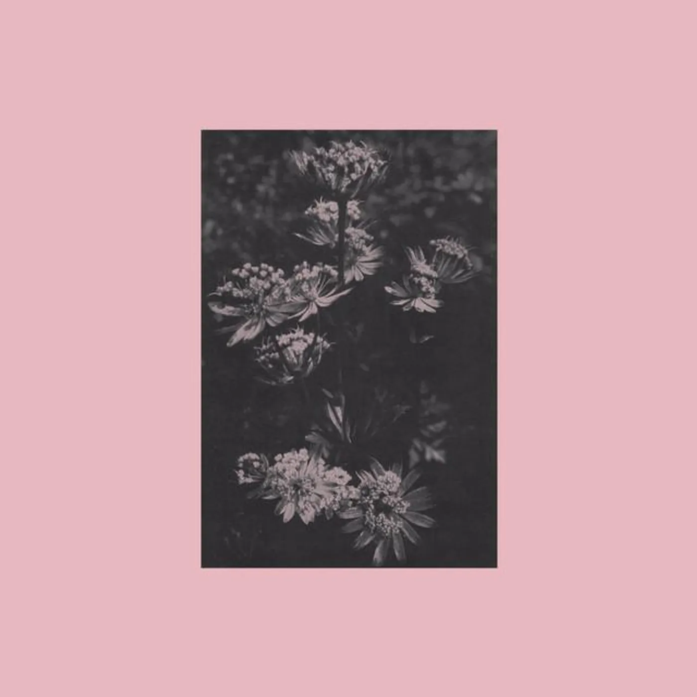 Född Död Brand Page