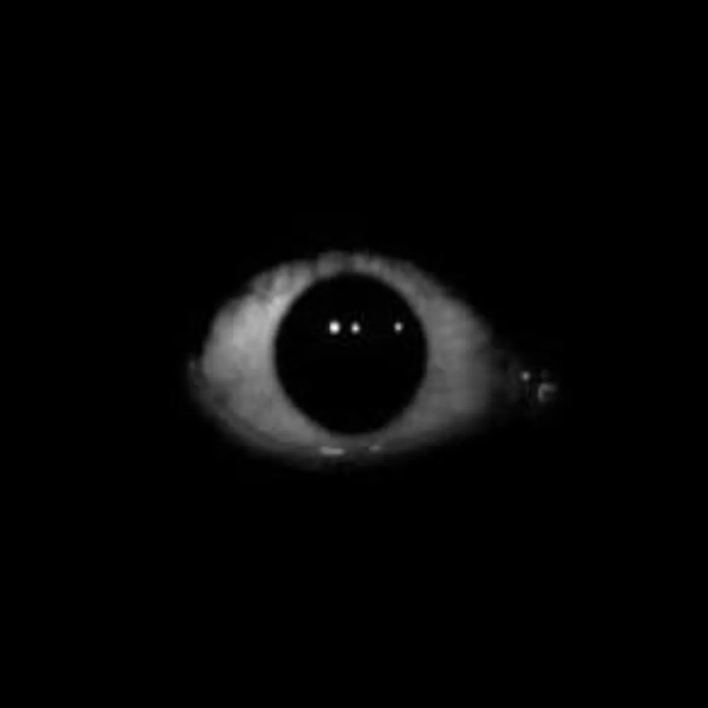 foraw immunity shield