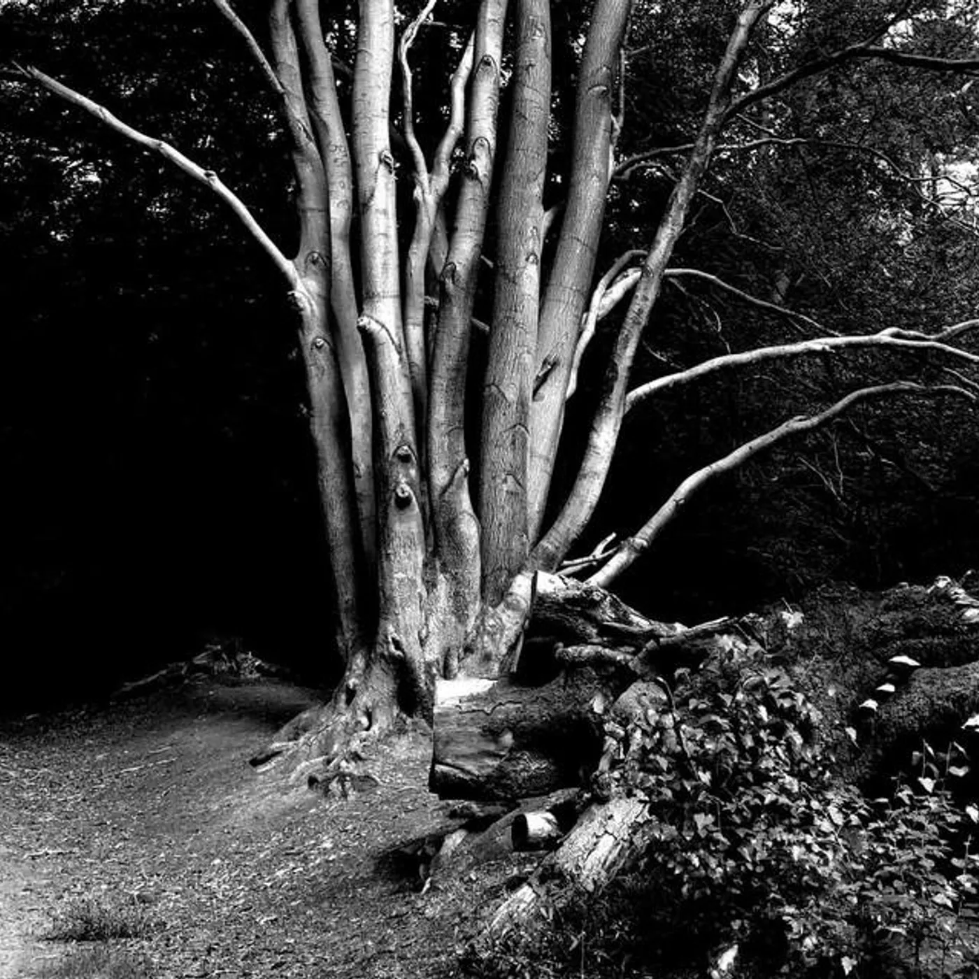 Fluisteraars Brand Page