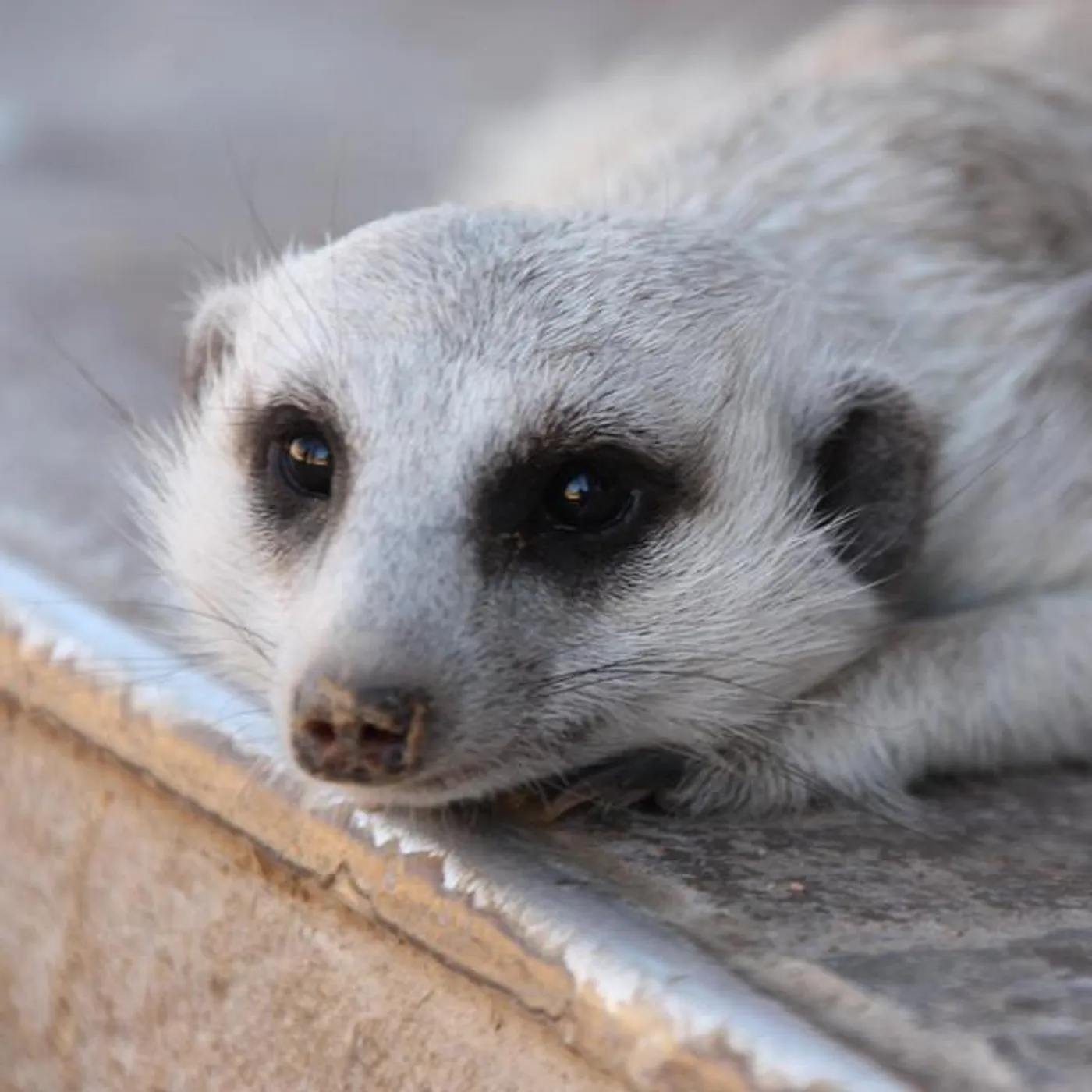 Flitz&Suppe Brand Page