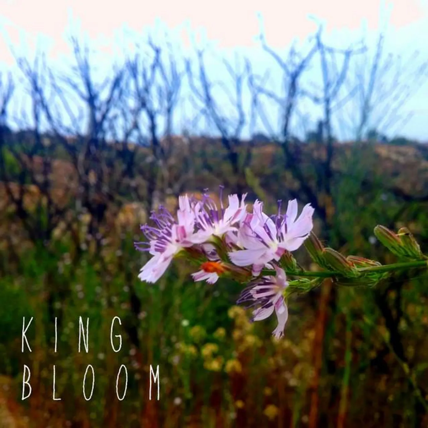 King Bloom