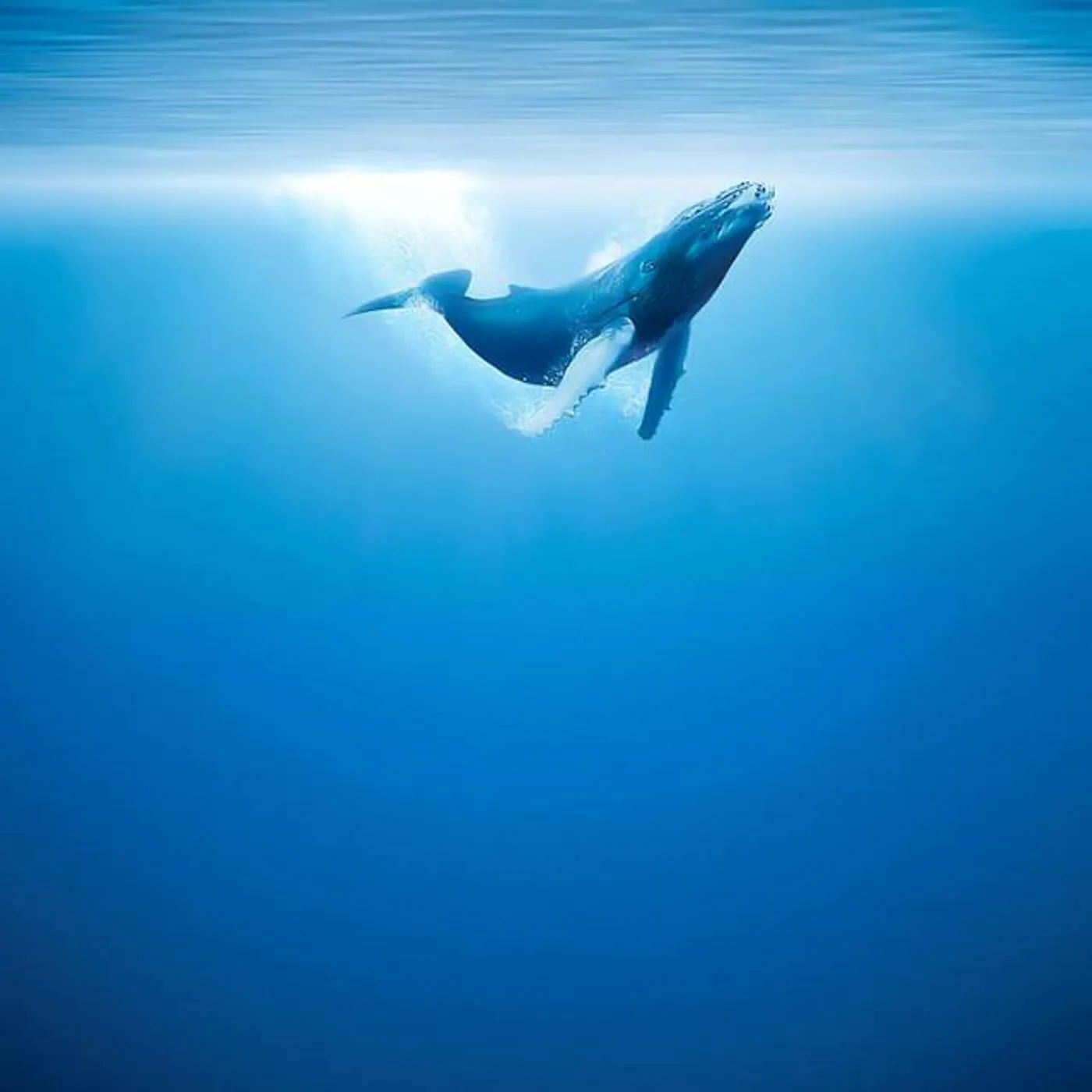 Half-Seas-Over Brand Page