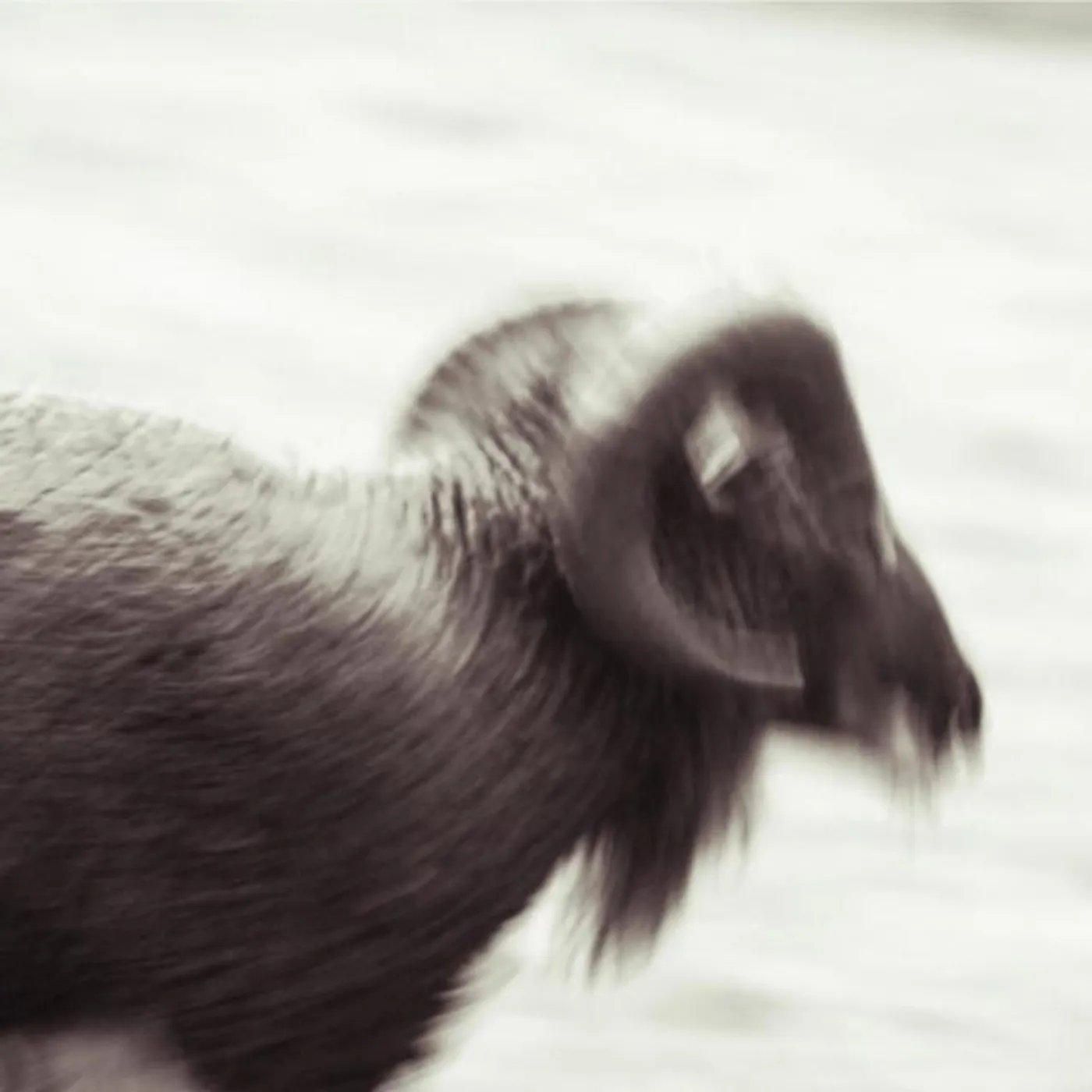 Hive Destruction Brand Page