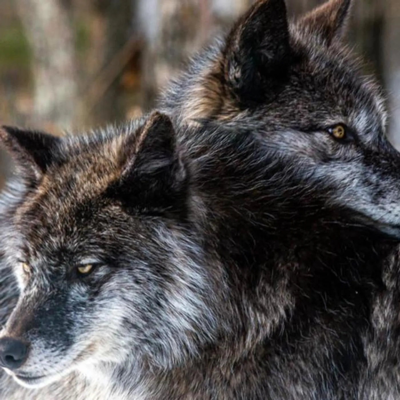 Josiah Konder Brand Page