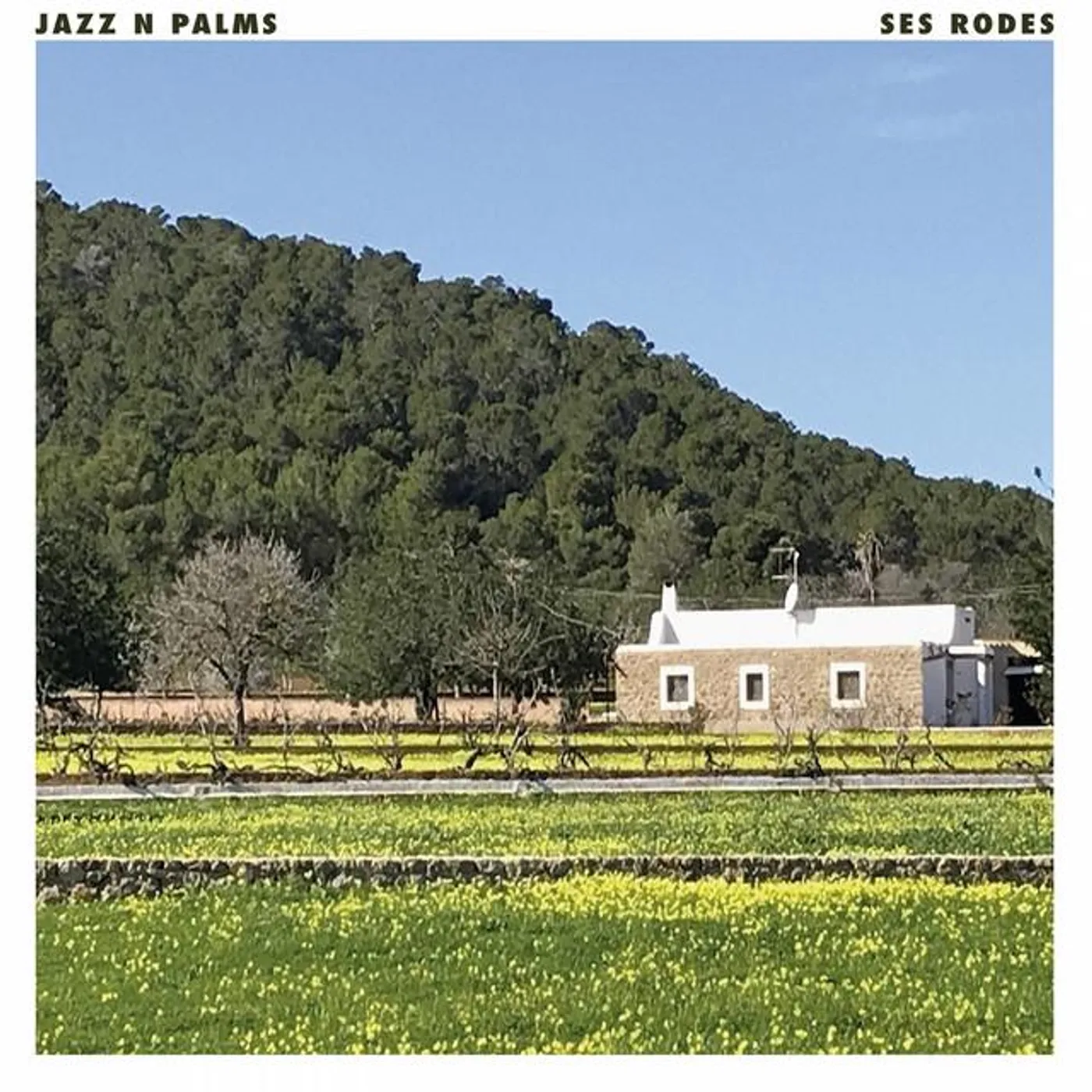 Jazz N Palms Brand Page