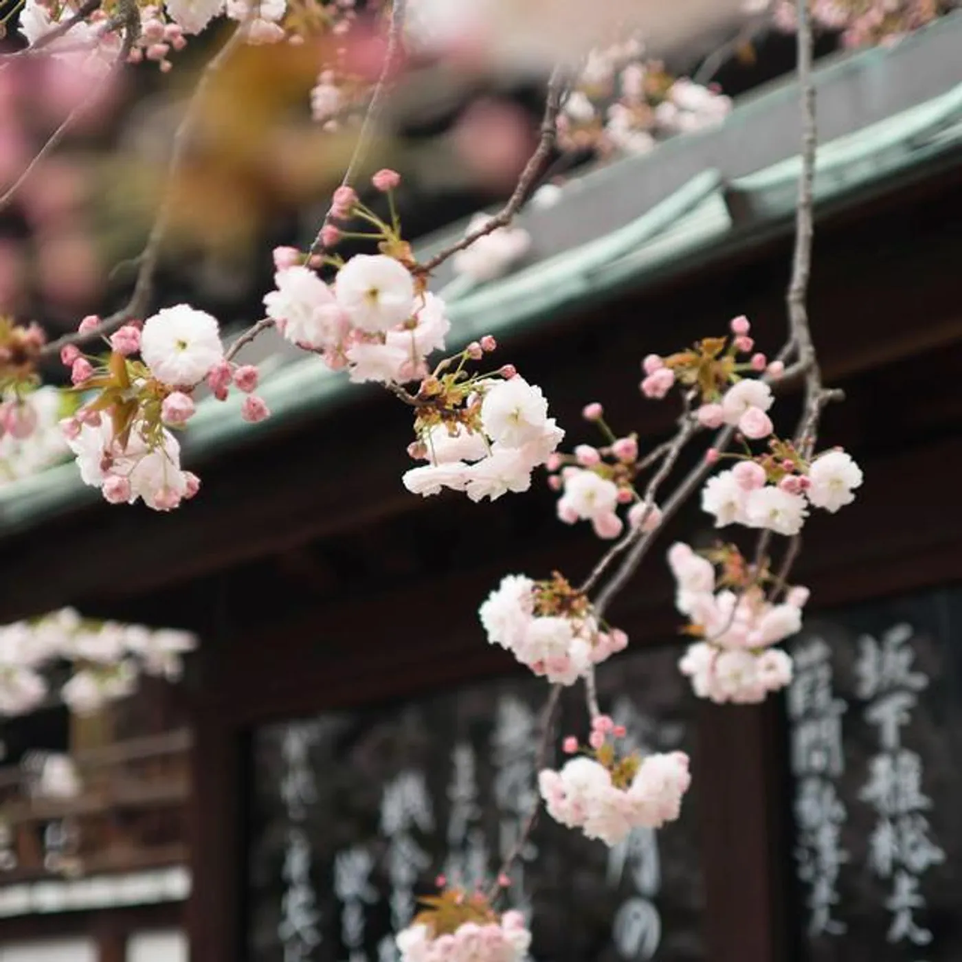 Japanese Relaxation and Meditation