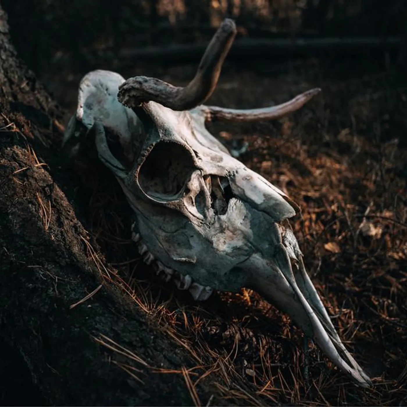 Ofdrykkja Brand Page