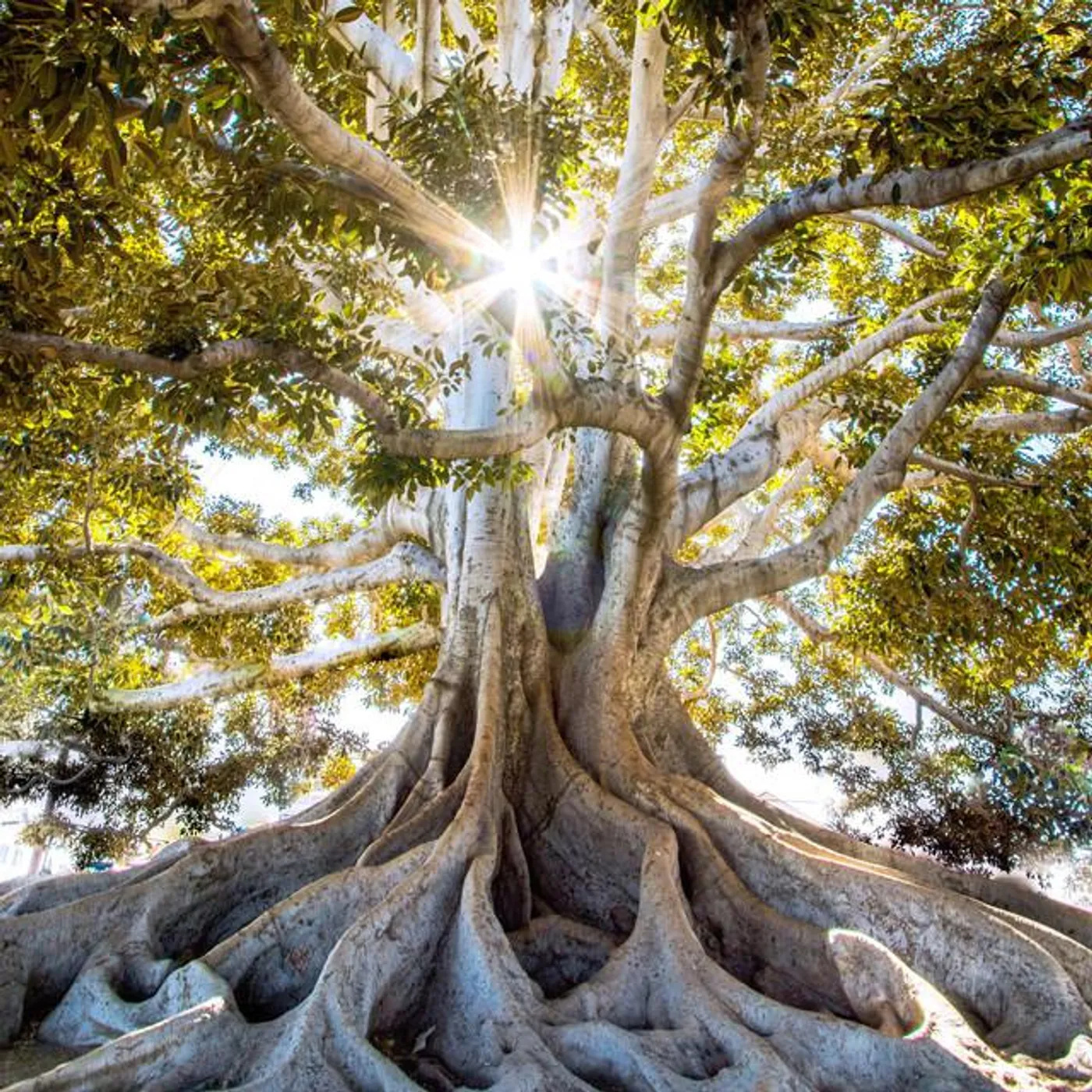 Old Futures Brand Page